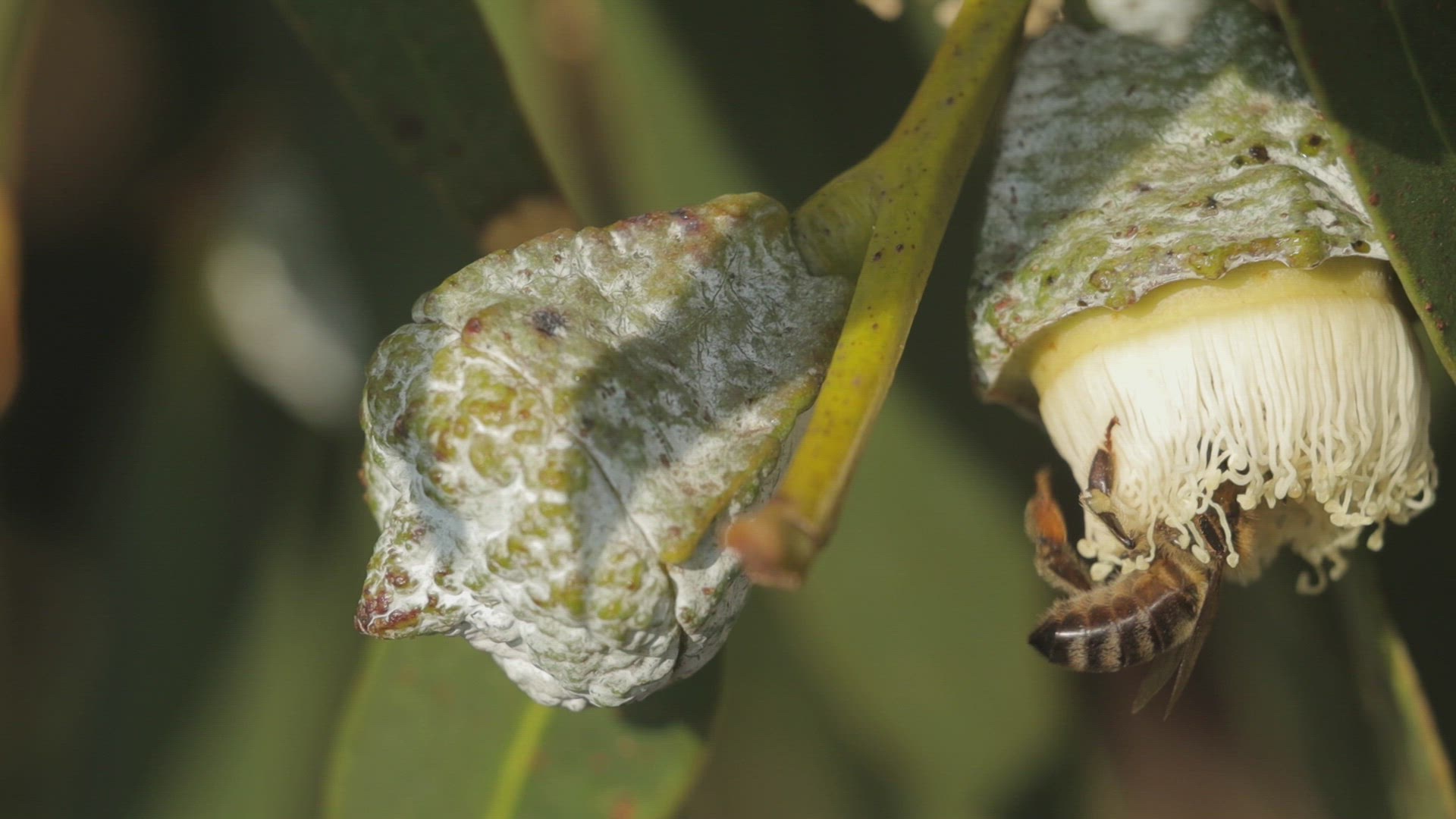 Western honey bee forages on an eucalyptus blossom, Southern California