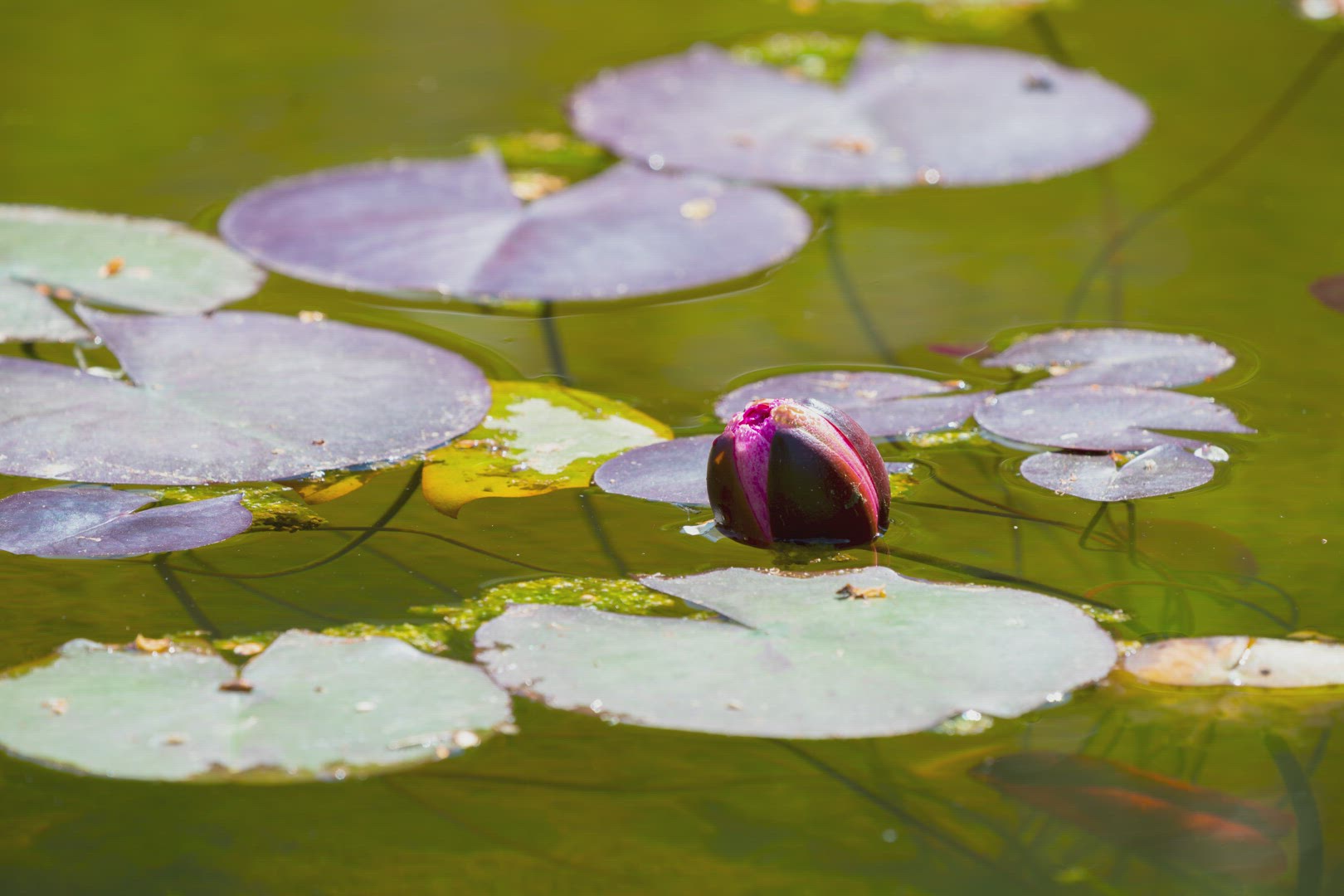 Time Lapse Of Purple Lotus Flower Opening Up Petals Floating In Pond