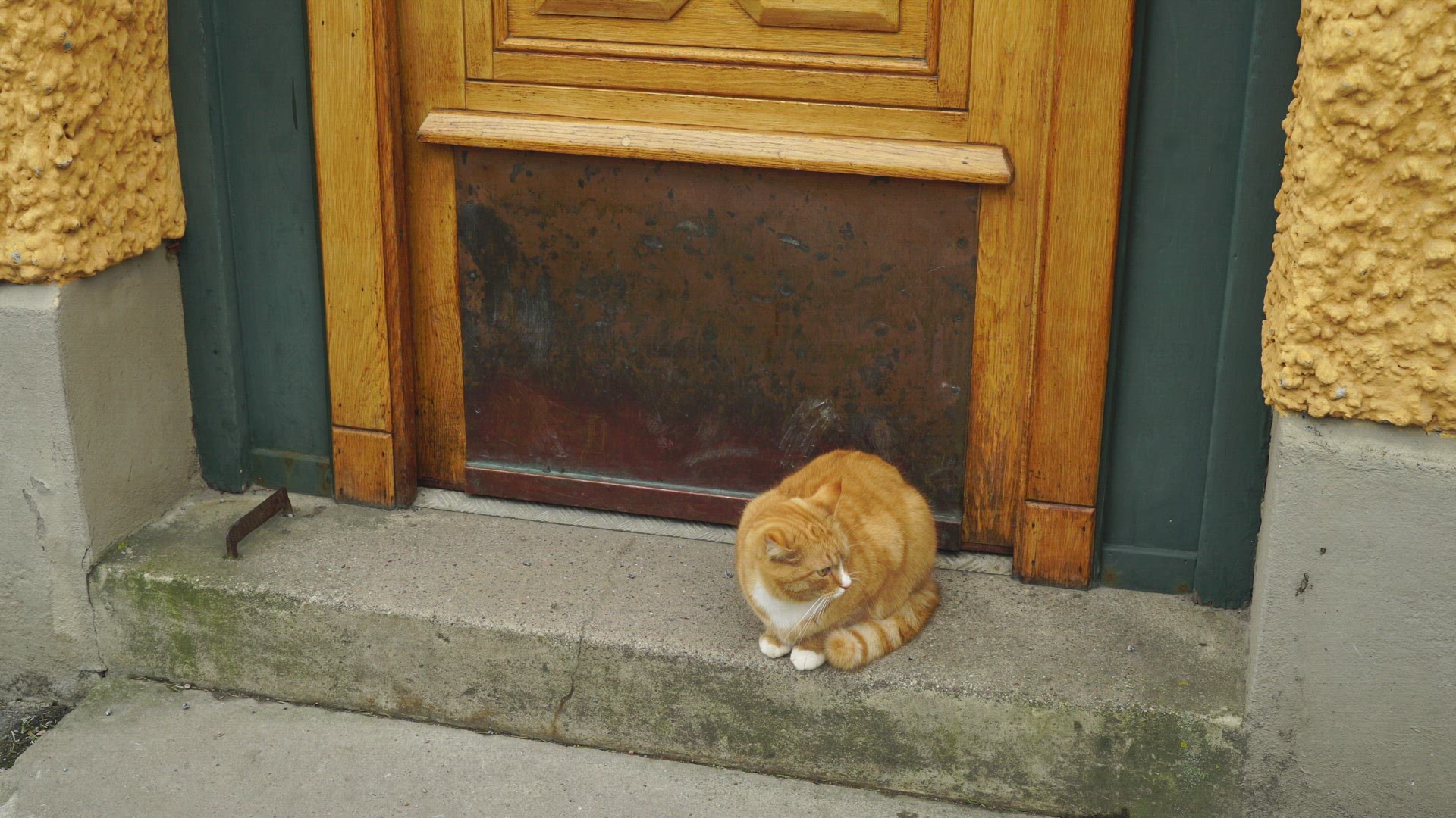 cat sitting on step outside house