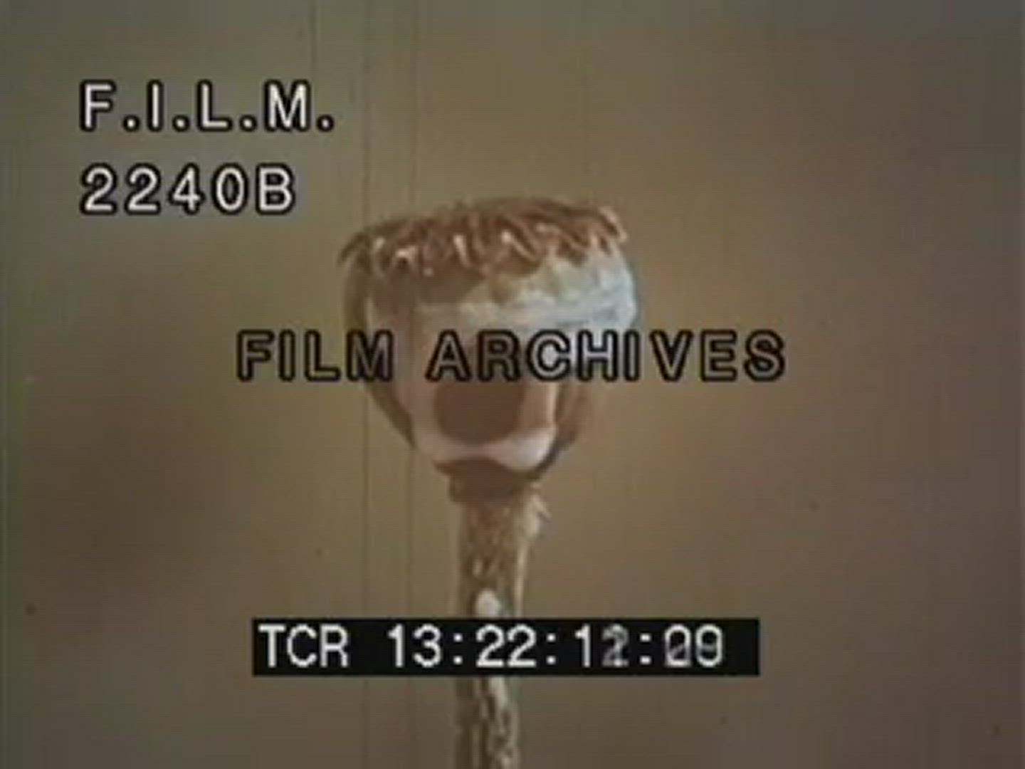 OPIUM POPPY PLANTS  1960s to 2005