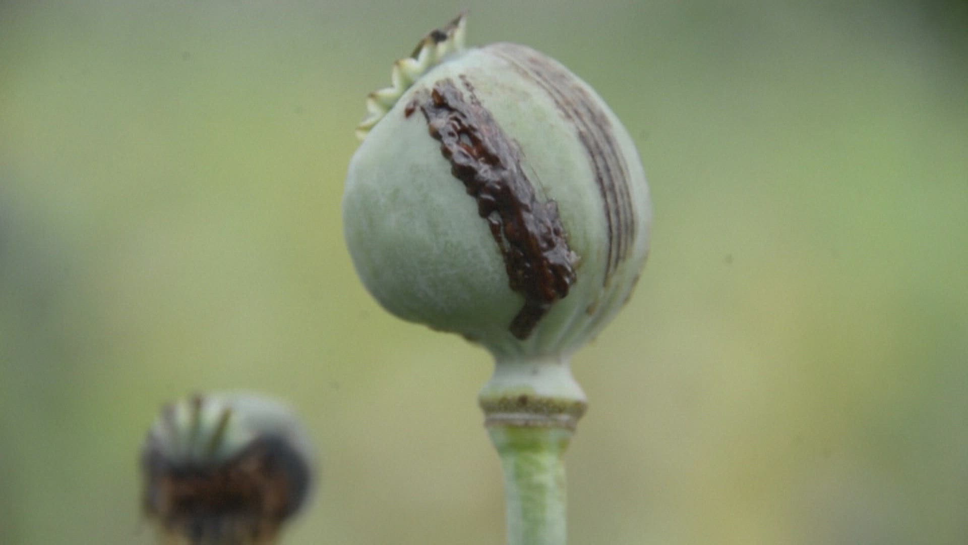 Crushed by virus and war, jobless Afghans turn to opium for cash