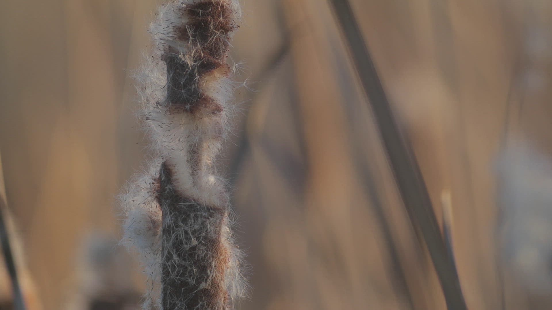 Close-up of cattails swaying in a light breeze