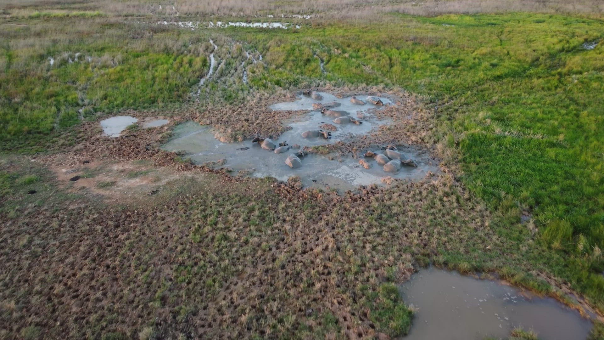 Aerial fly toward herd of buffaloes