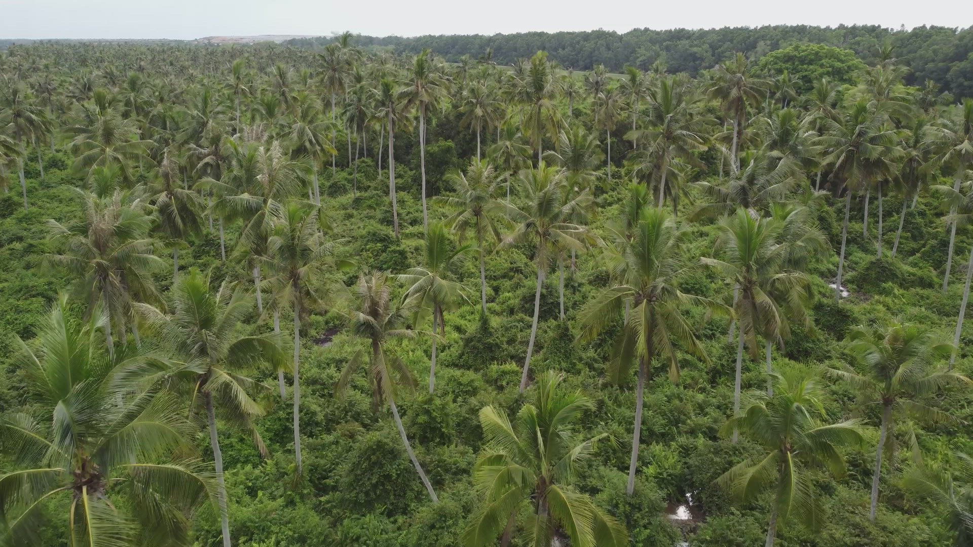 Coconut plantation in aerial view