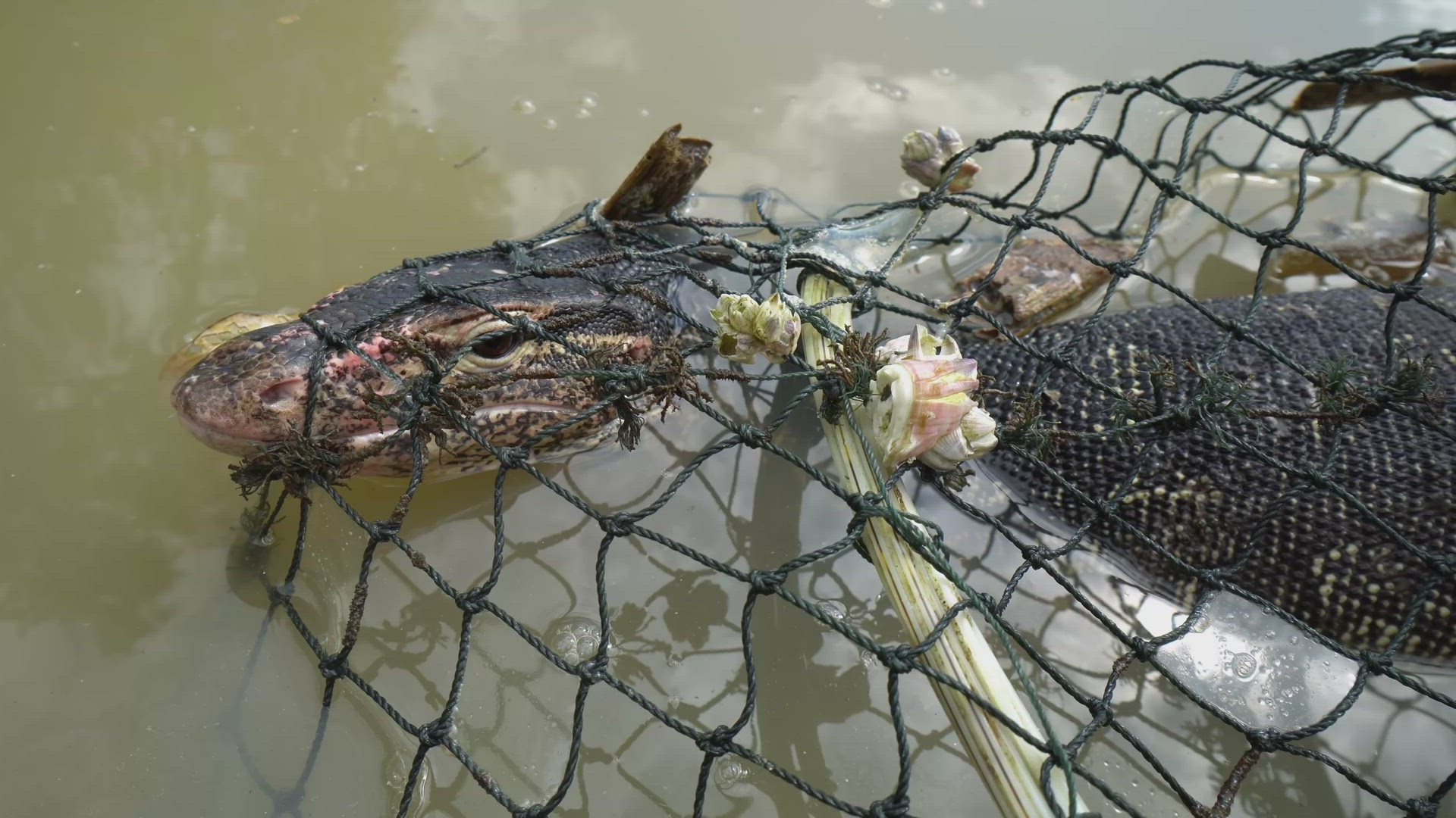 Close up the monitor lizard in crab trap