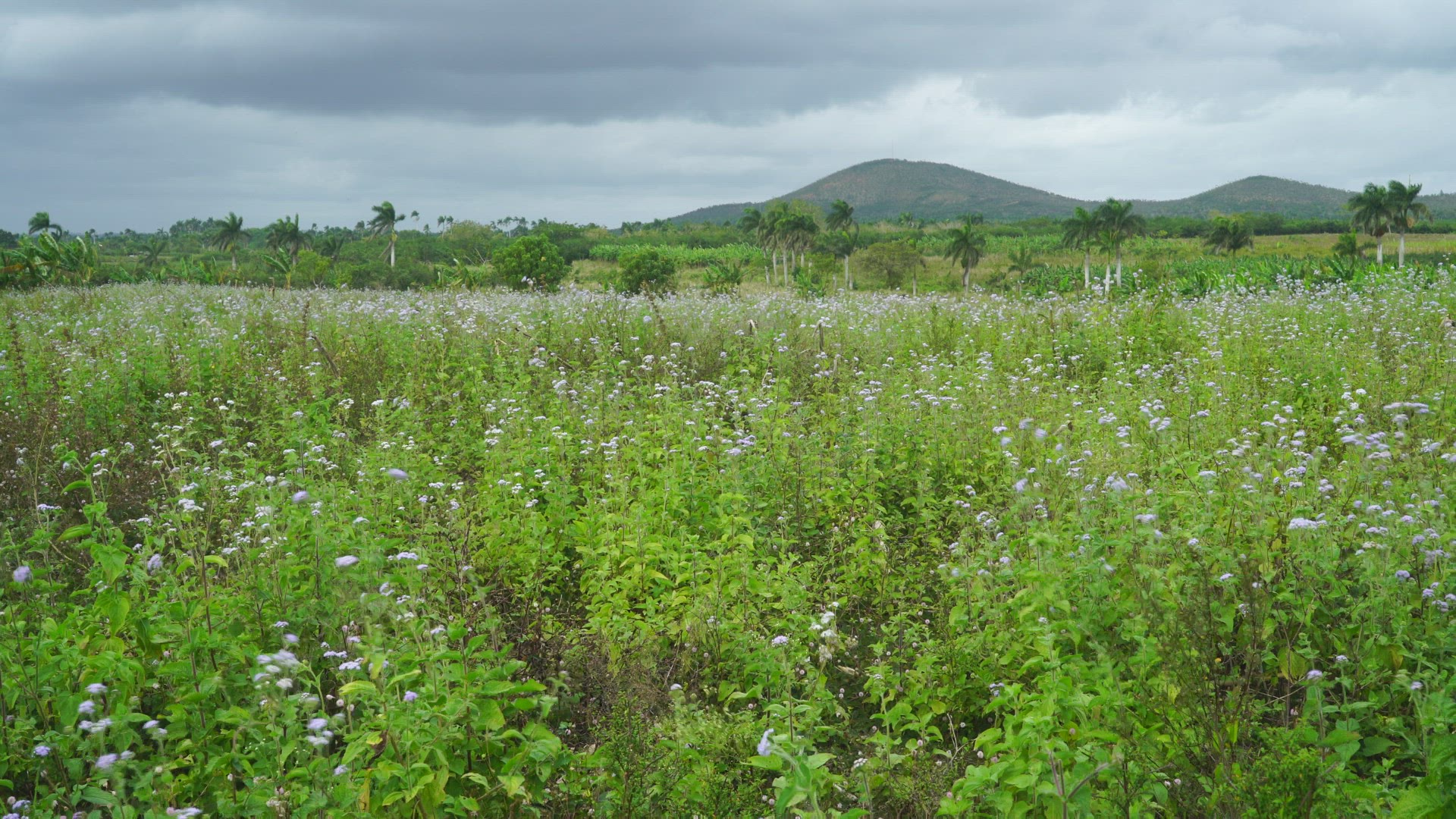 Cuban landscape - field with flowers - mountains in background