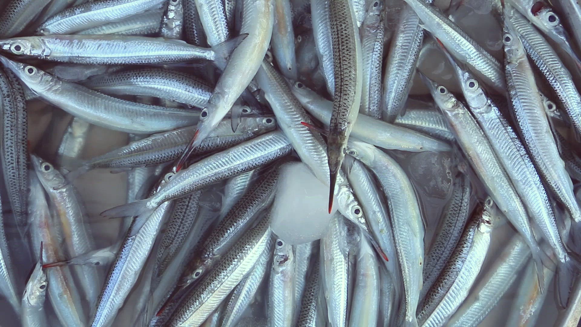 Small fish prepared for sale in market