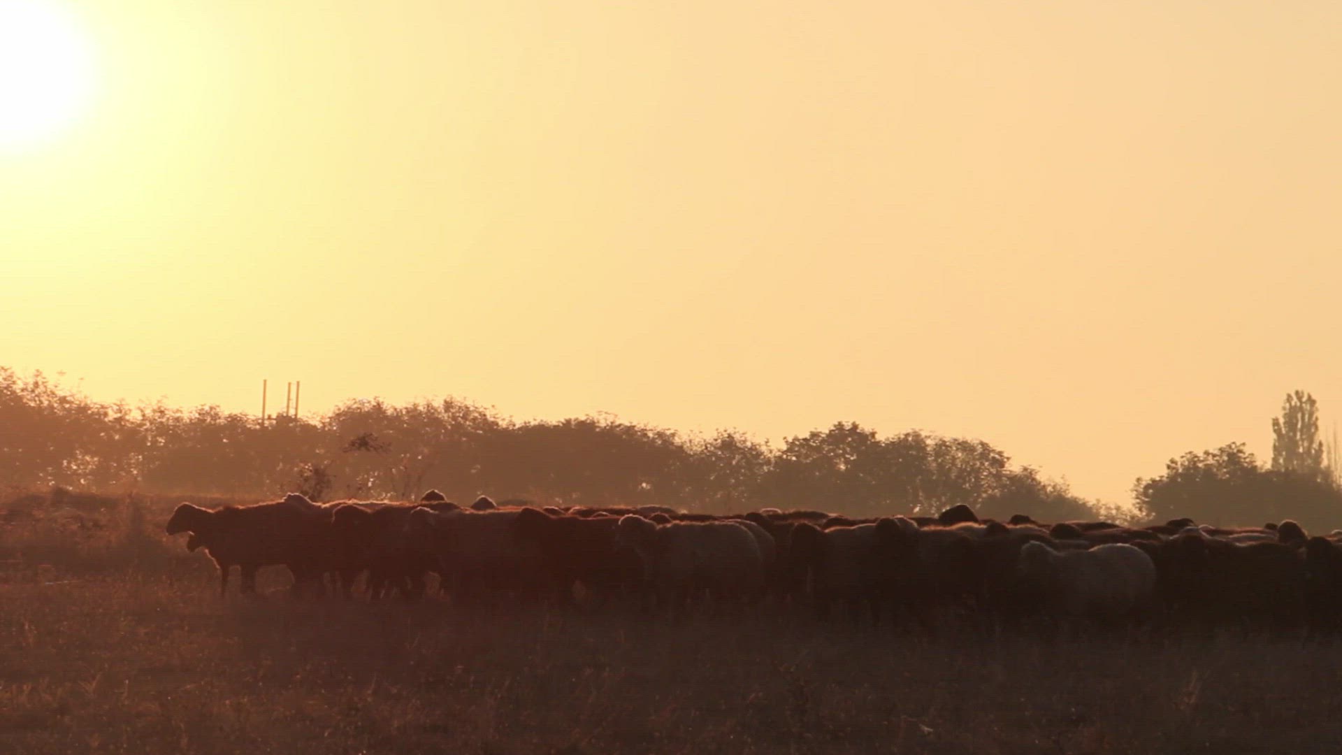 Large sheep herd crossing the field in sundown