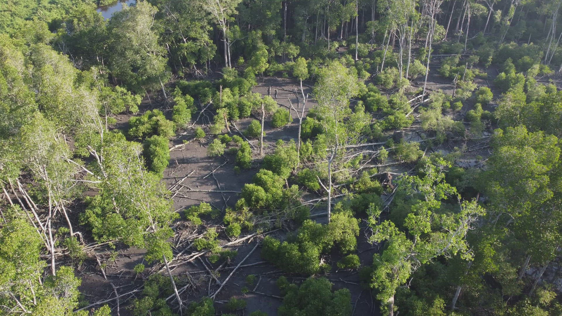 Aerial rotate view the dead mangrove tree