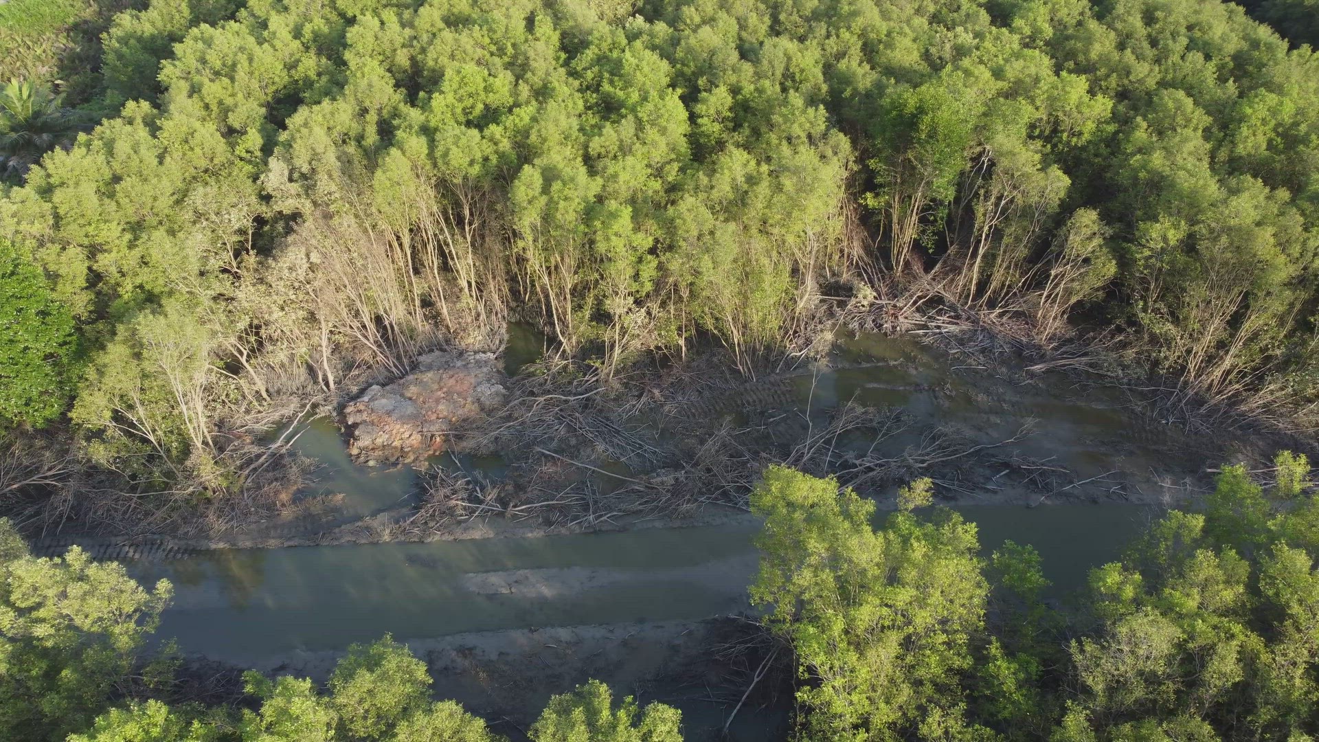 Mangrove tree is cut at swamp