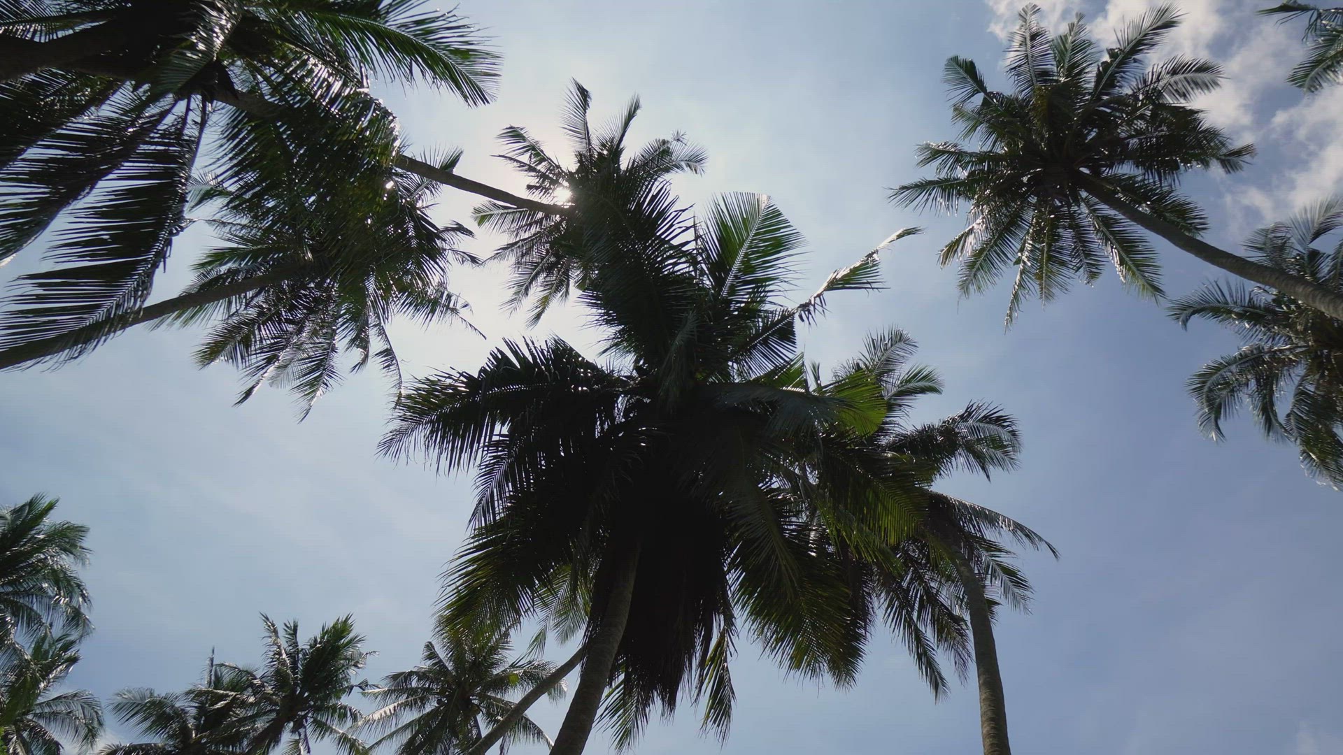 Panning look up silhouette coconut tree