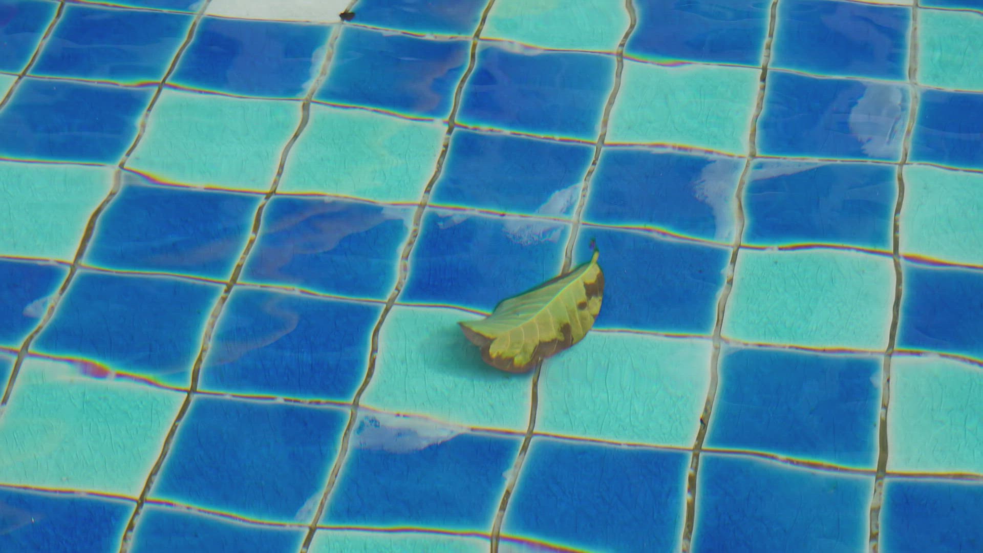 A leaves in the water pool