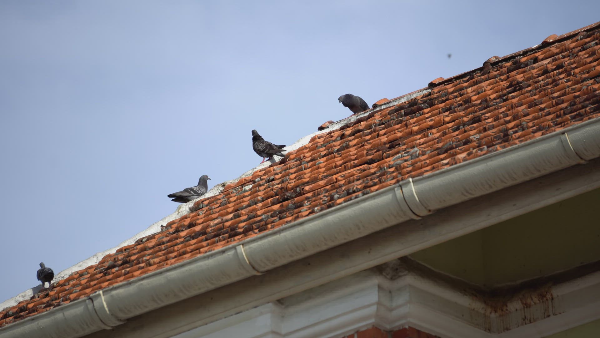 Doves stay on the ridge of rooftop