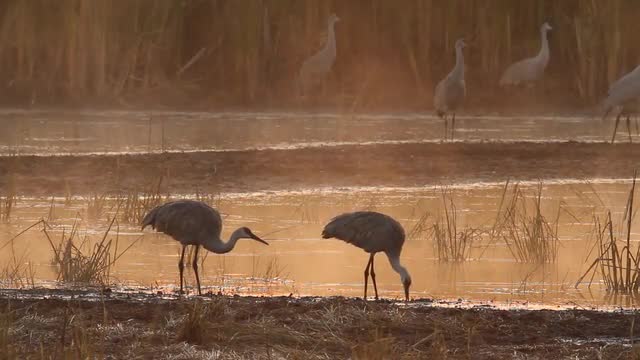 Sandhill crane pair feeding
