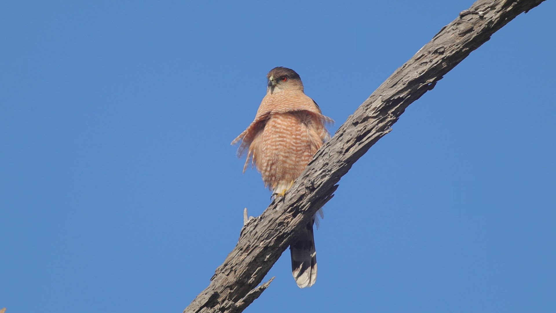Adult Cooper's hawk watches for prey from its perch overlooking an open field
