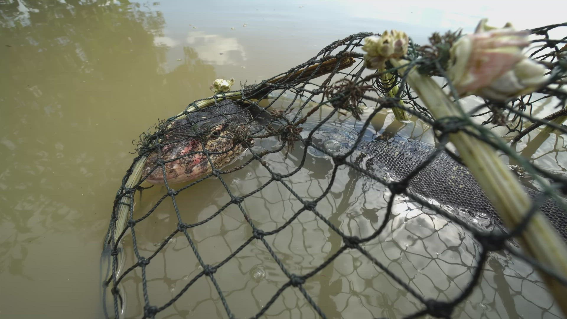 Pity monitor lizard lost freedom trapped