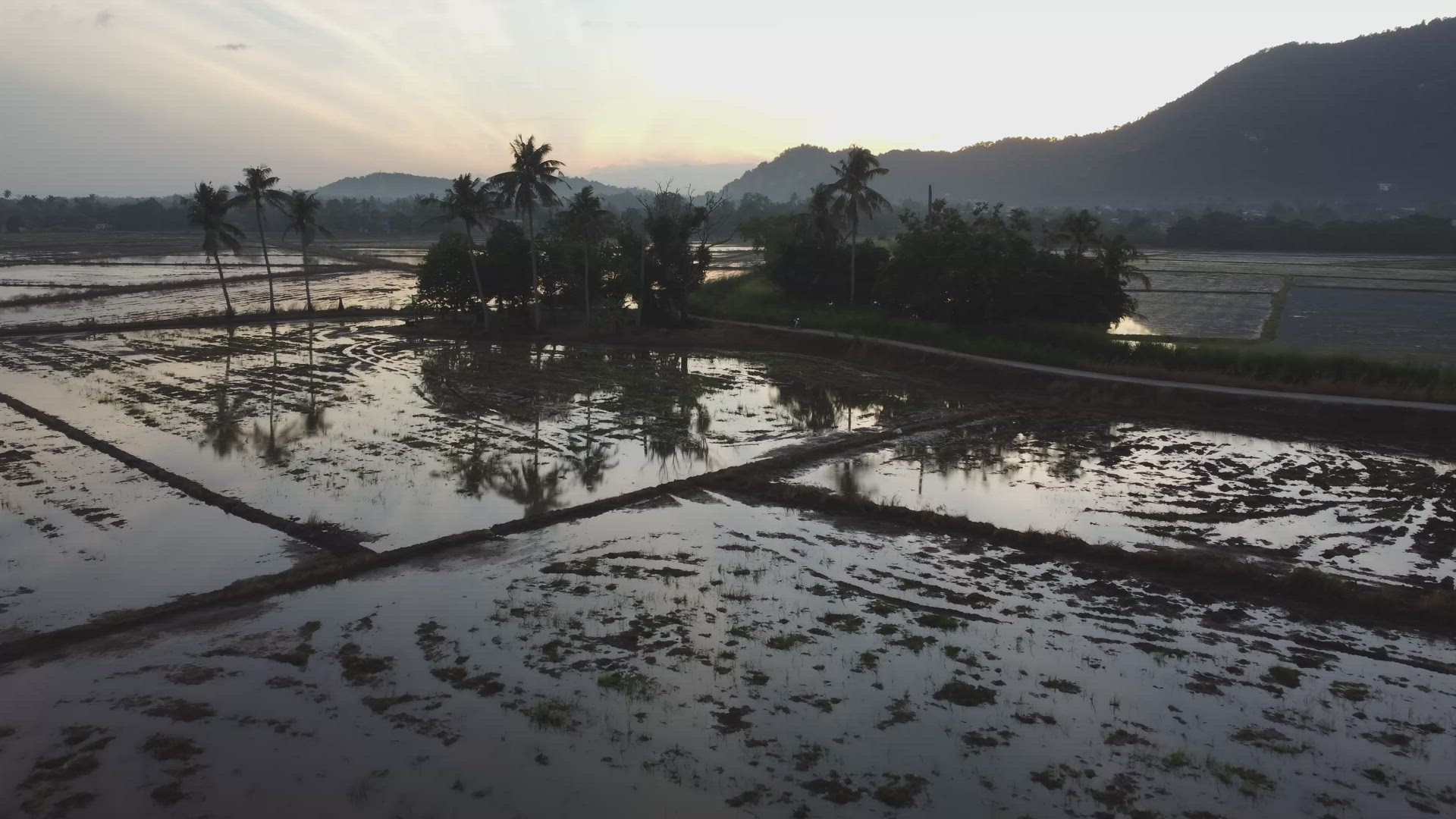 Aerial fly toward silhouette coconut tree
