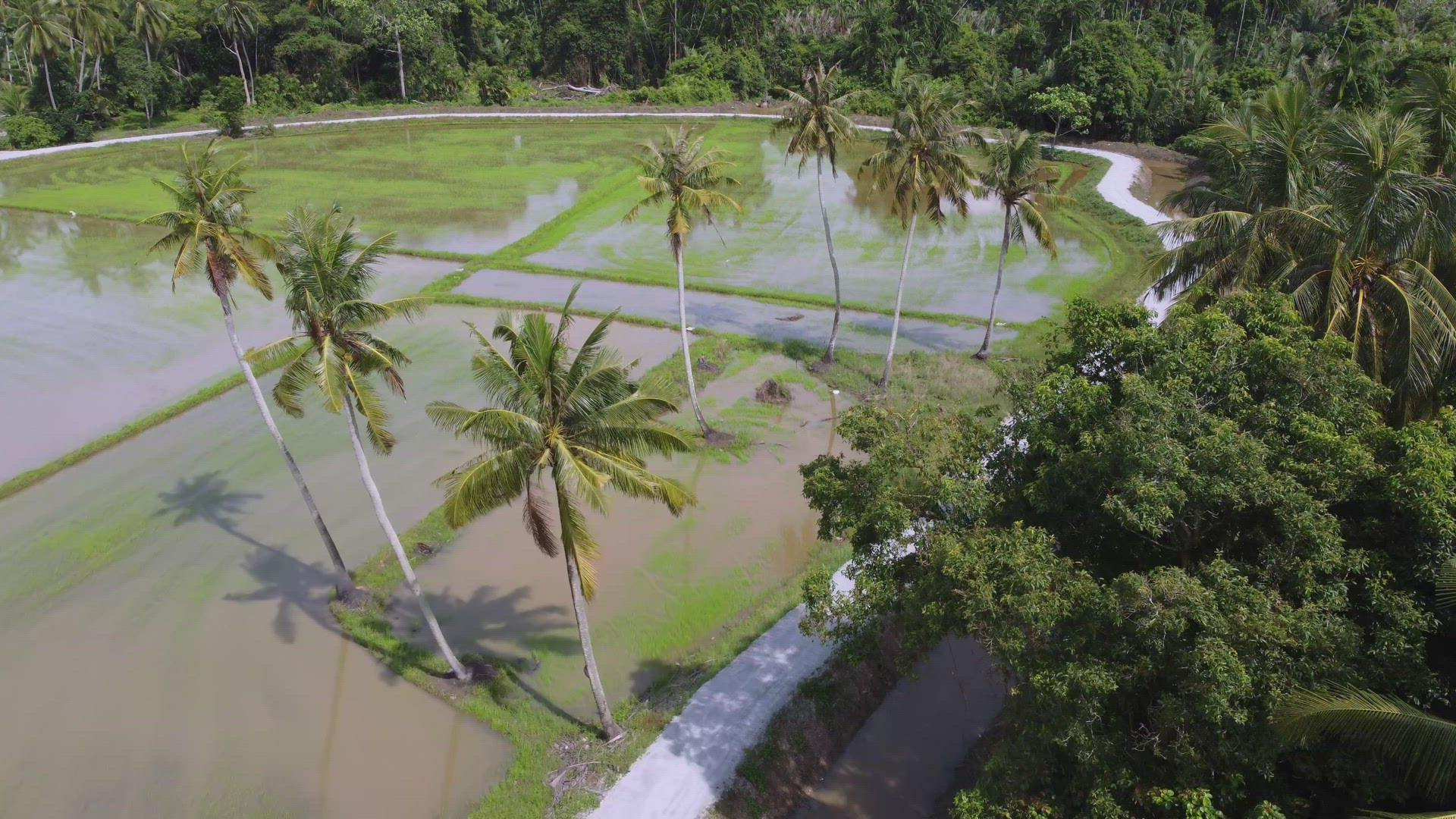 Aerial view coconut trees grow