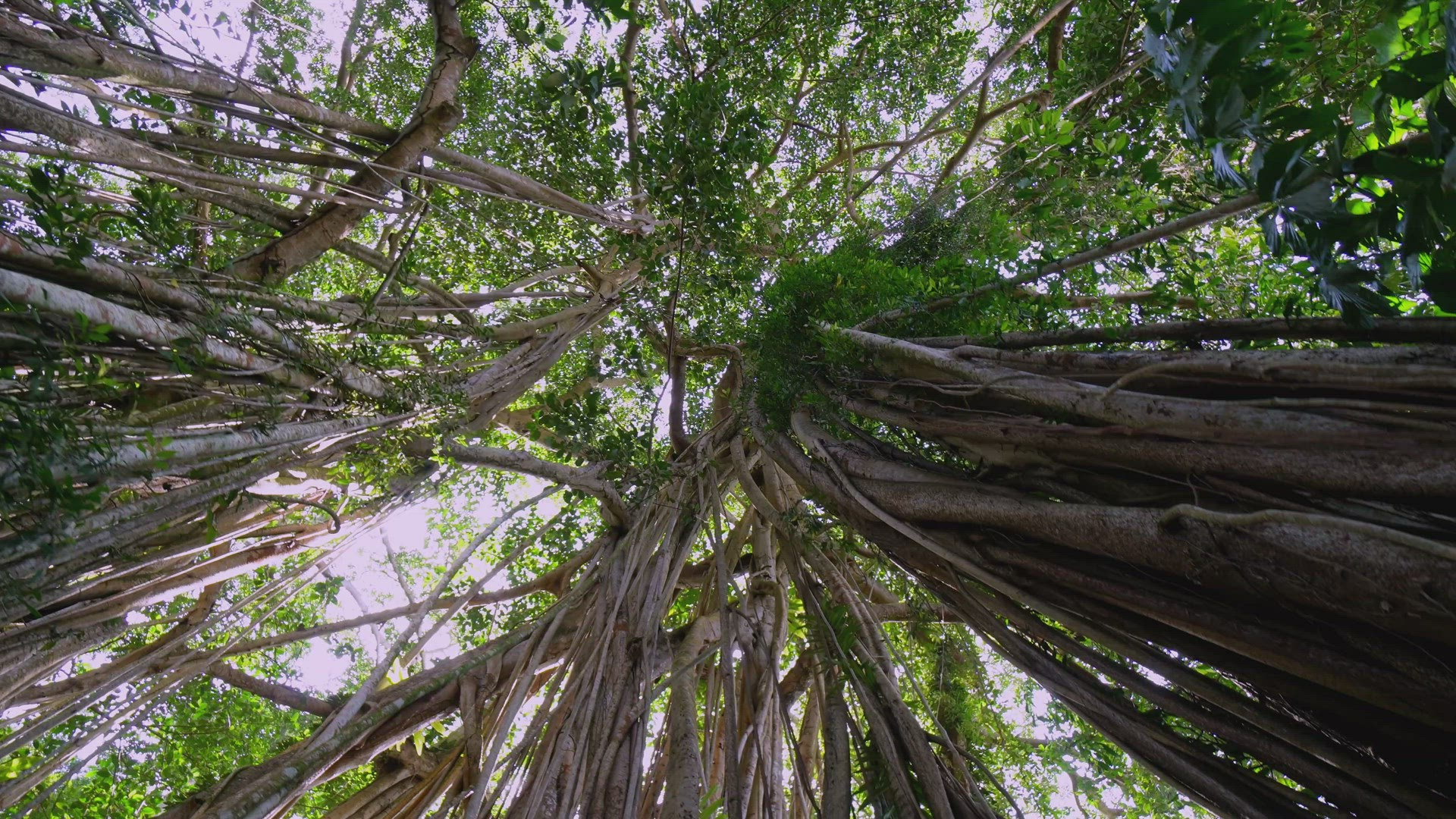 Move and look up Banyan tree