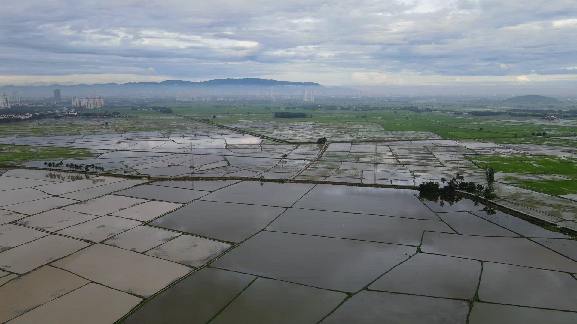 Aerial view water cultivation season of paddy field