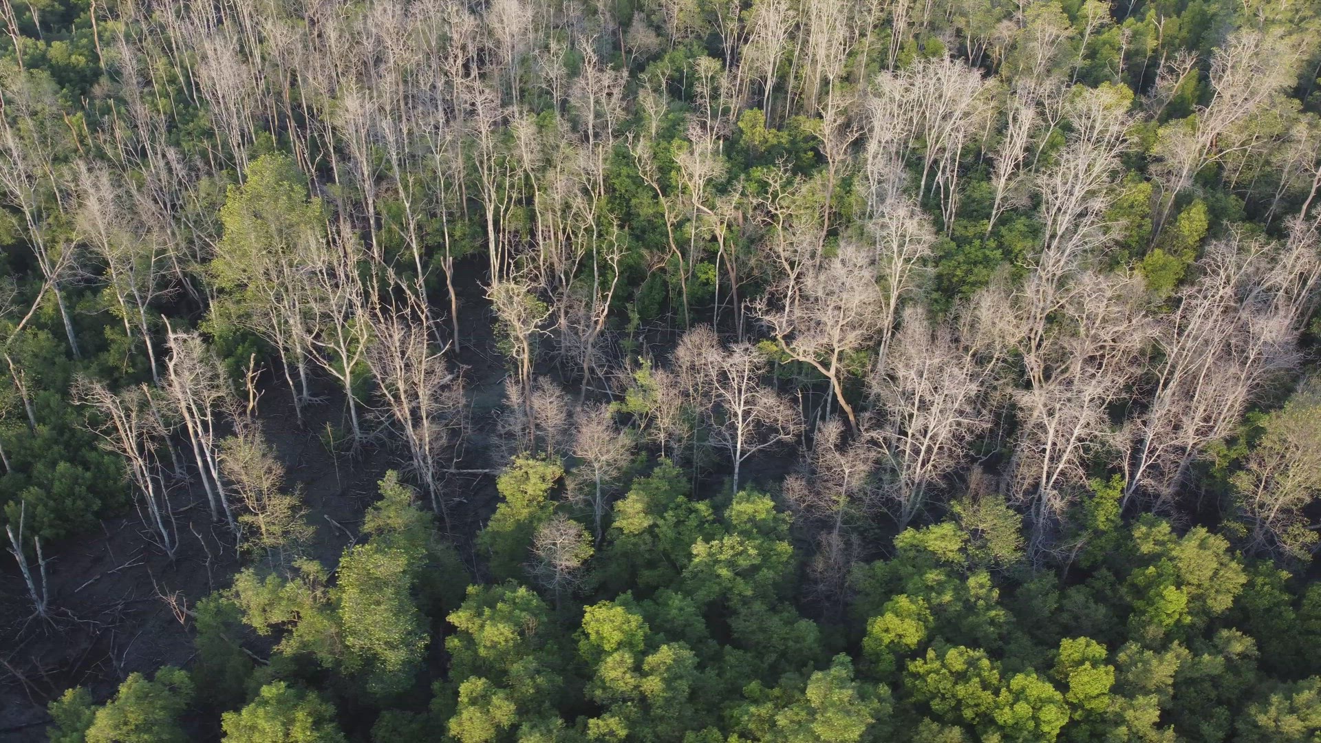 Aerial rotate look down dry mangrove tree