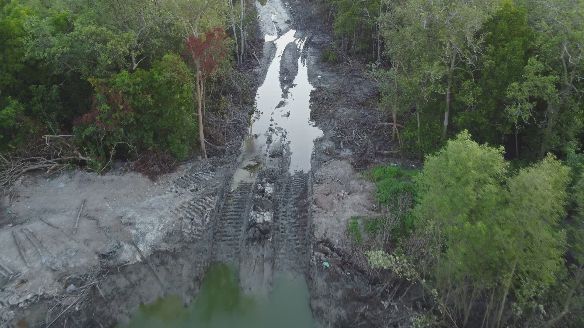 Top down view excavator tire path in tree cut down mangrove forest.