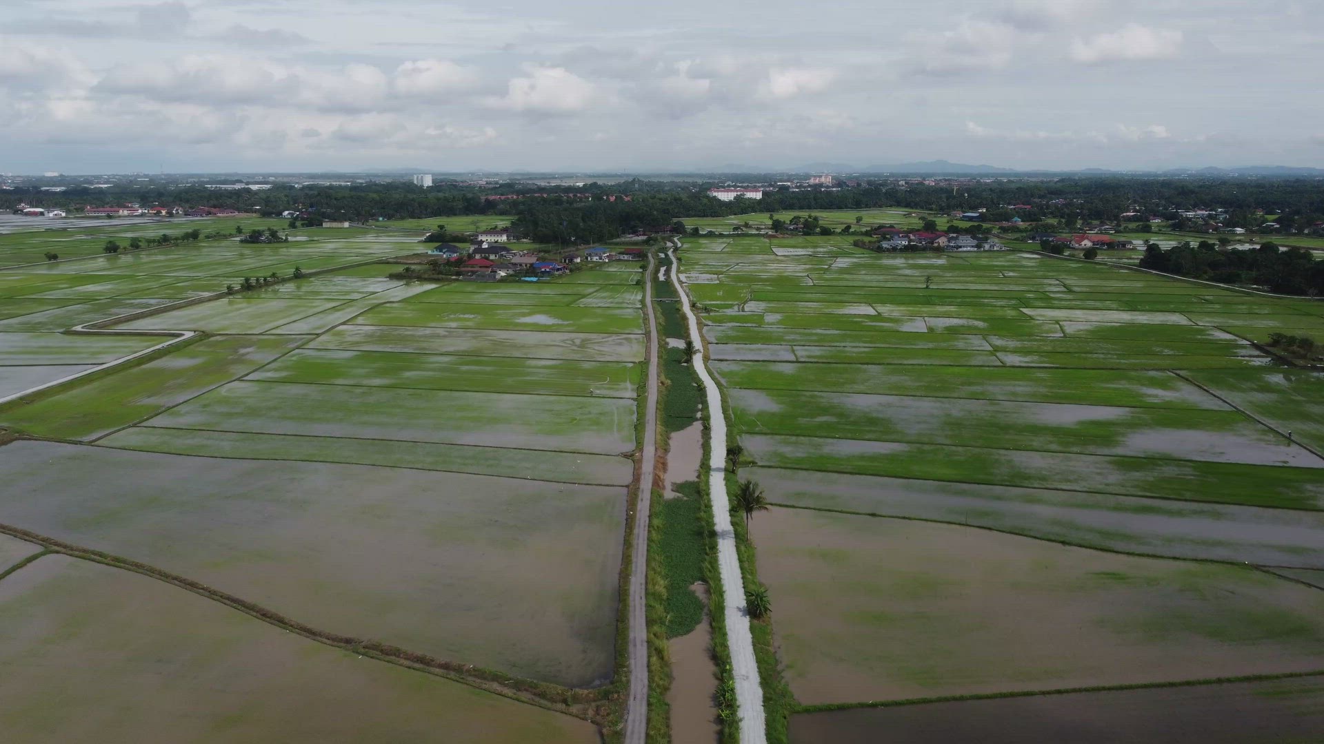 Green rural path in paddy field