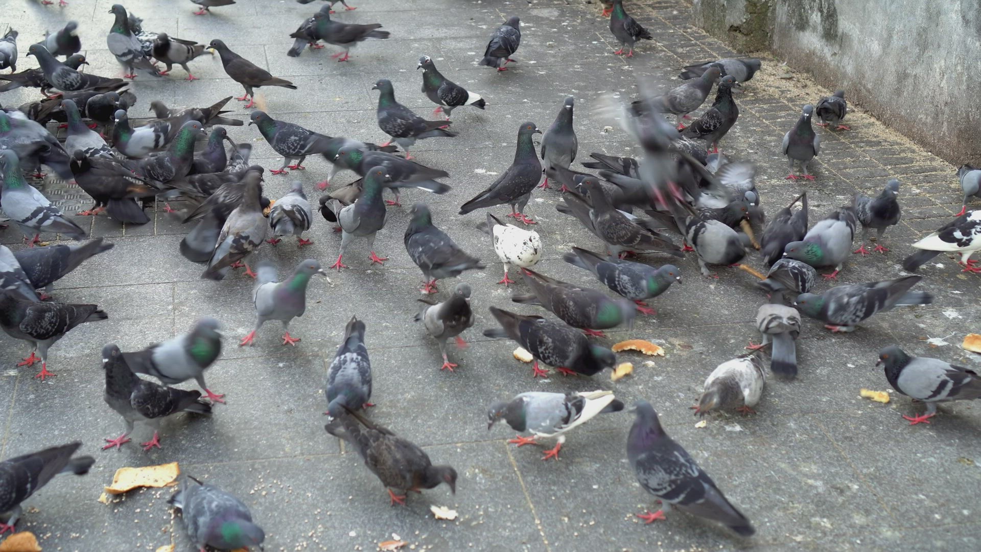 Pigeons eat bread at floor