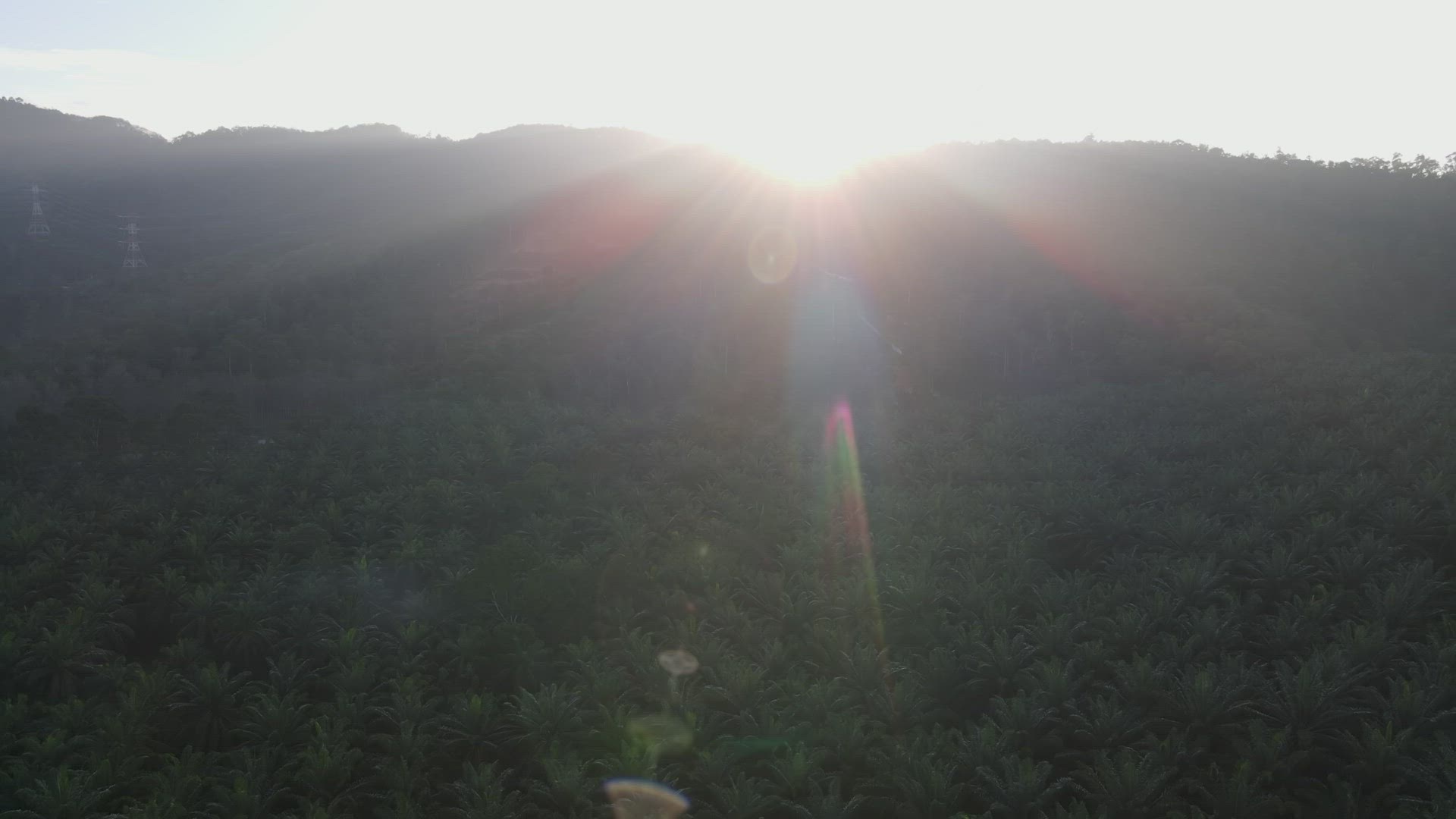 Fly over oil palm farm in morning sun light