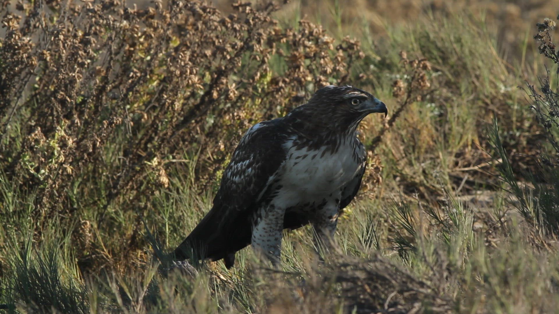 Red-tailed hawk feeds on prey while perched on the ground
