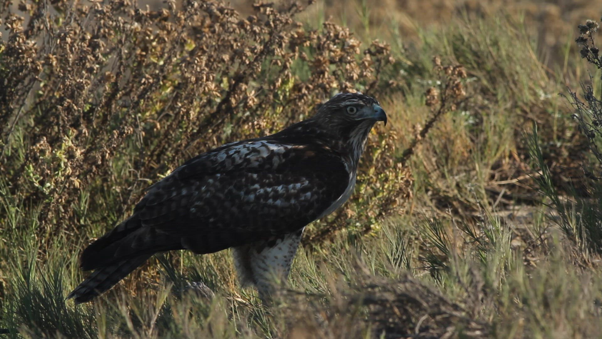 Red-tailed hawk feeds on prey while perched on the ground