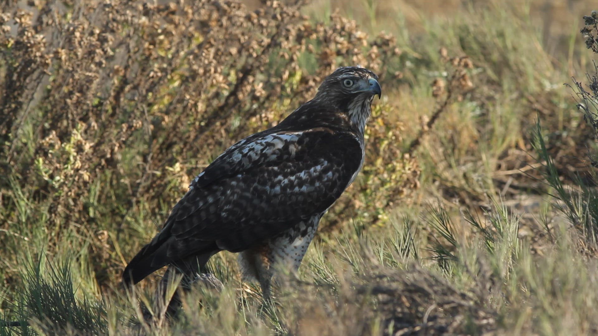 Red-tailed hawk feeds on prey while perched on the ground