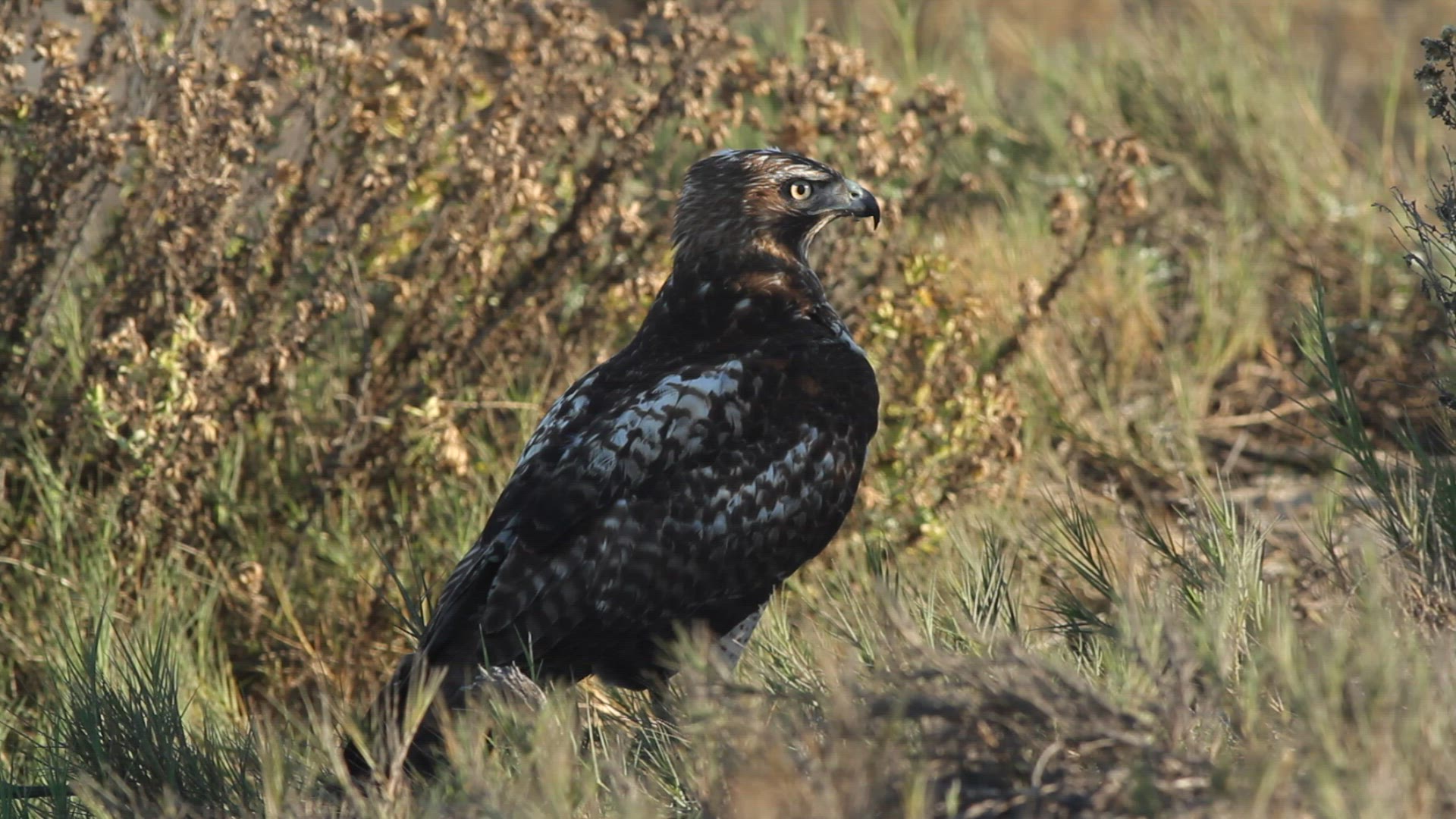Red-tailed hawk feeding on prey, flinches as a hiker walks by