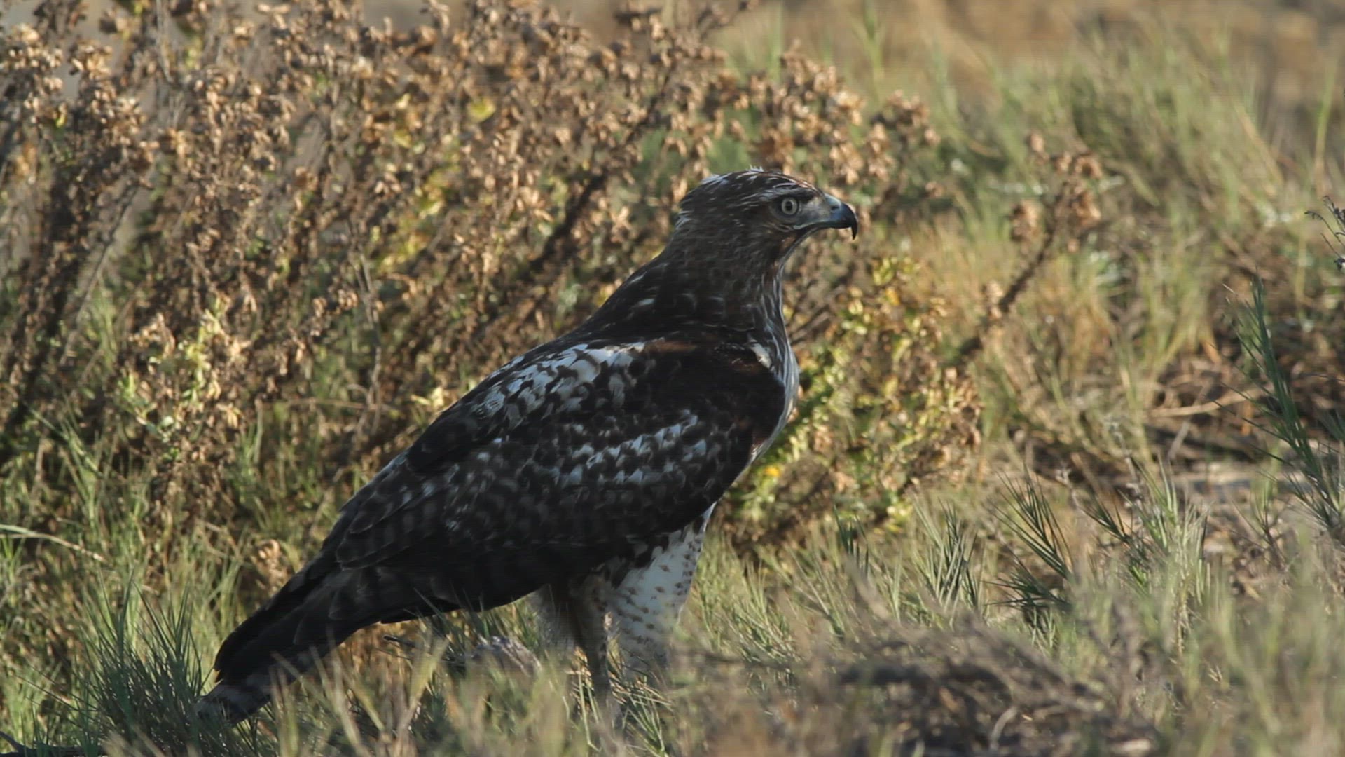 Red-tailed hawk feeds on prey while perched on the ground