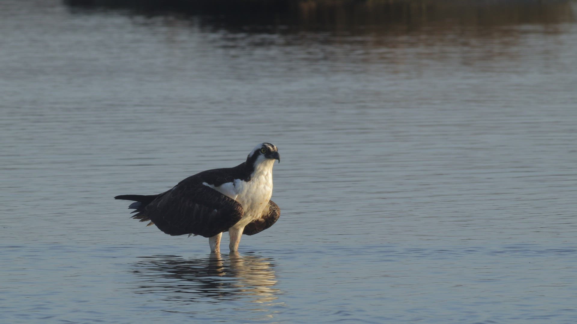 Osprey takes flight after rinsing its feet in a salt marsh