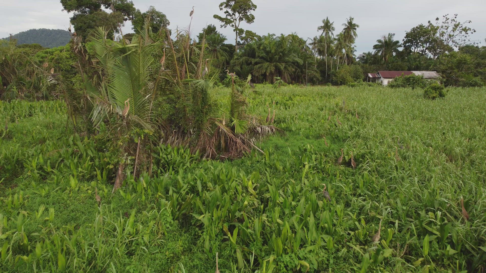 Grey heron live at Nypa tree near rural area