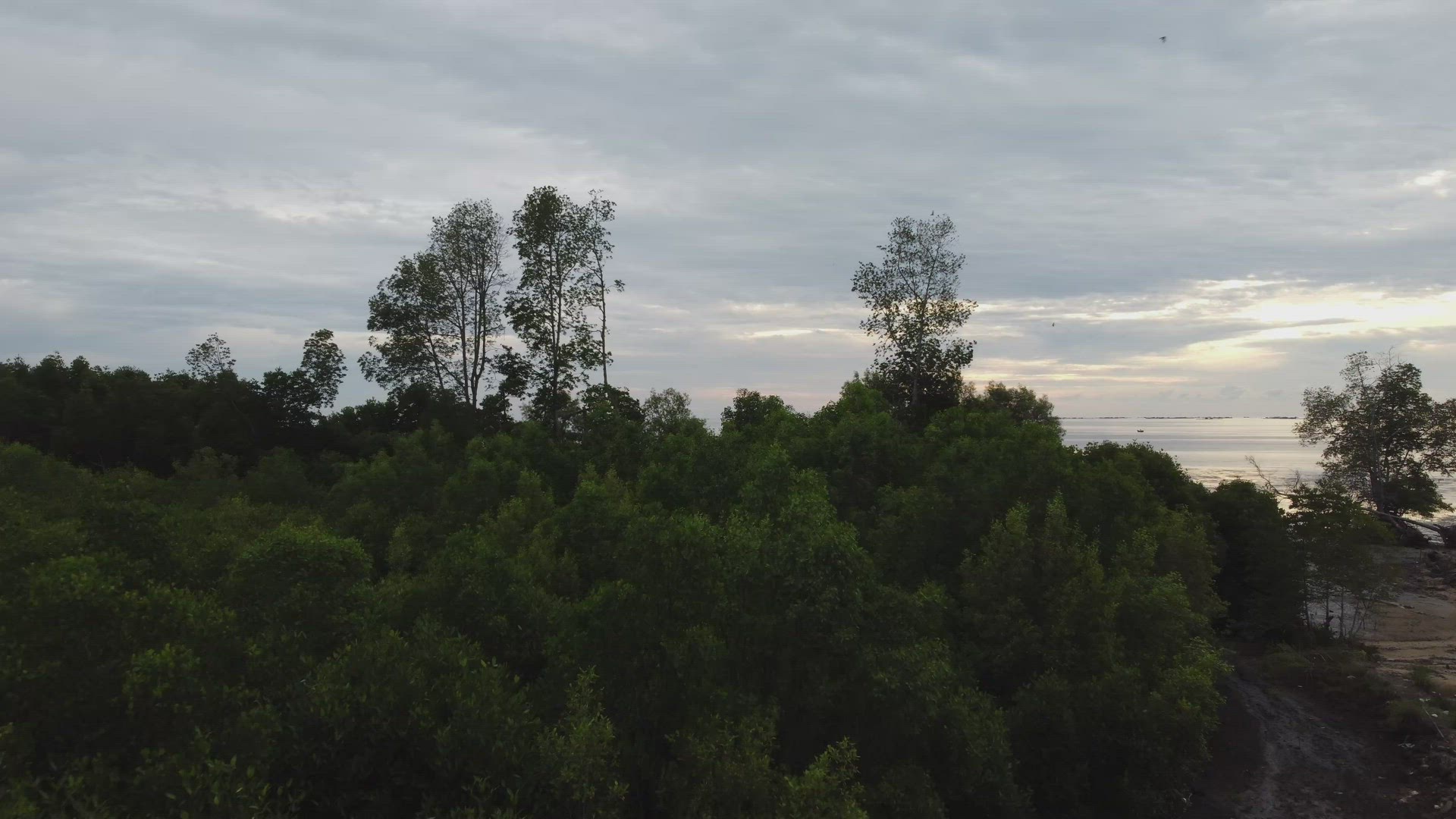 Low angle fly over the mangrove tree forest