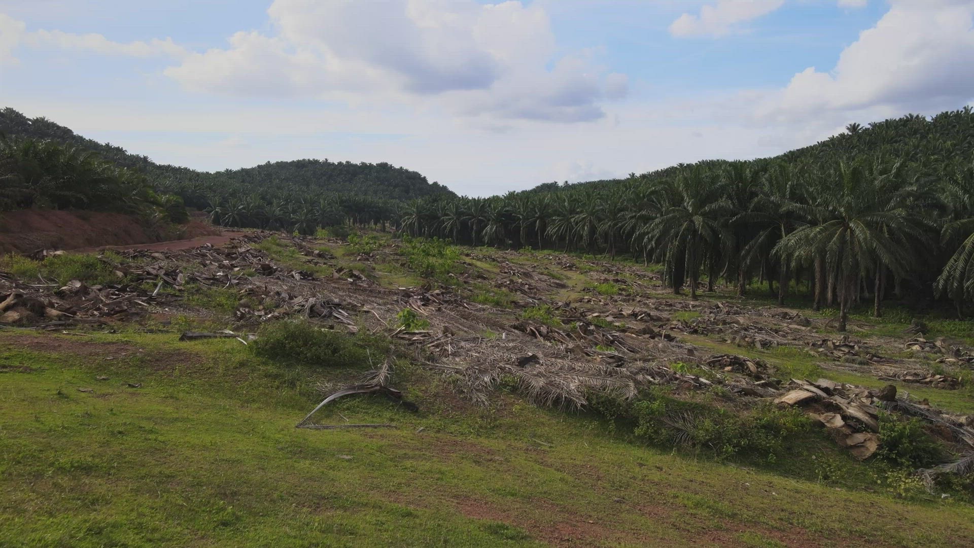Move over the land clearing of oil palm