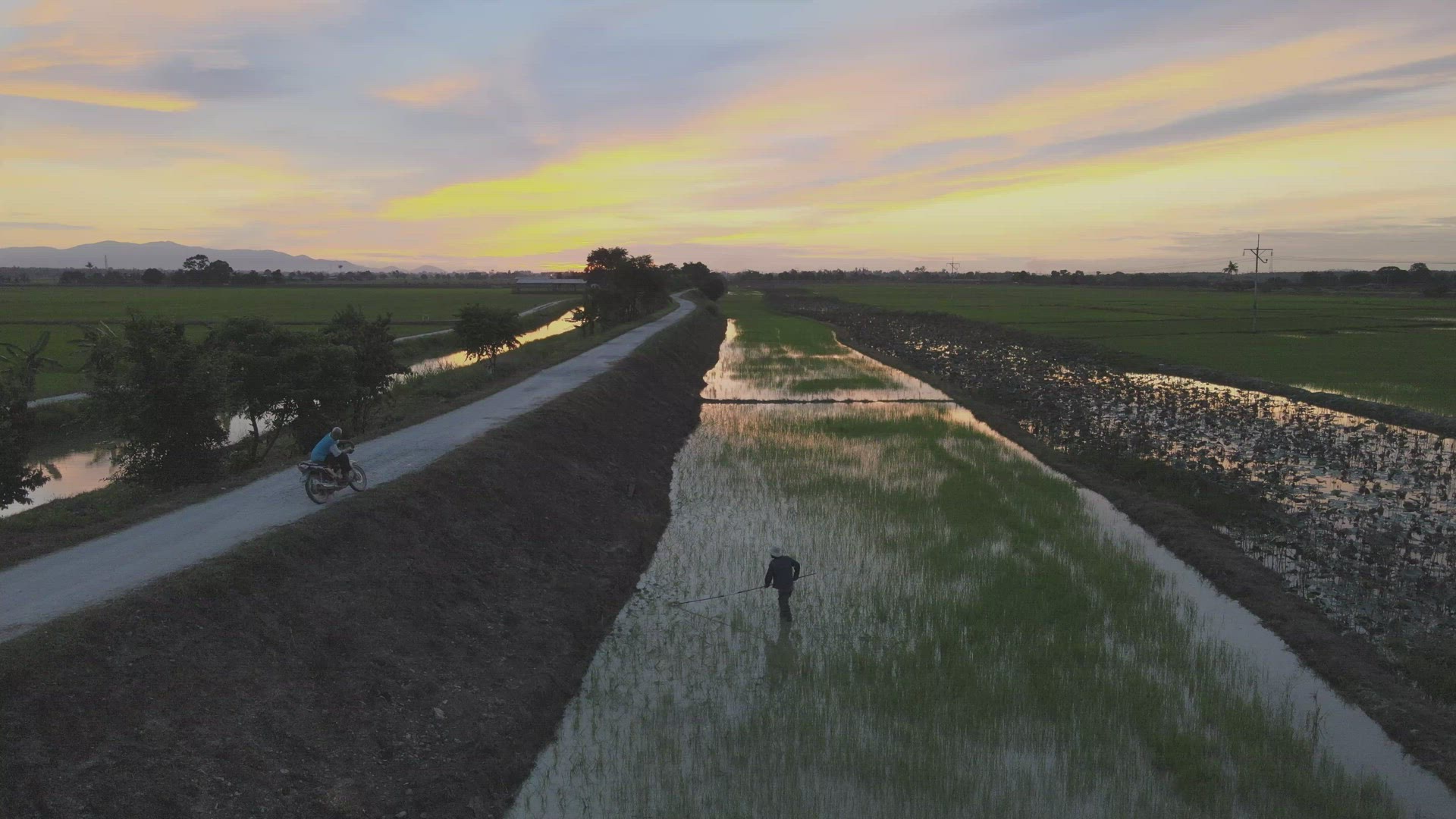 Farmer work in paddy field in dramatic sunset