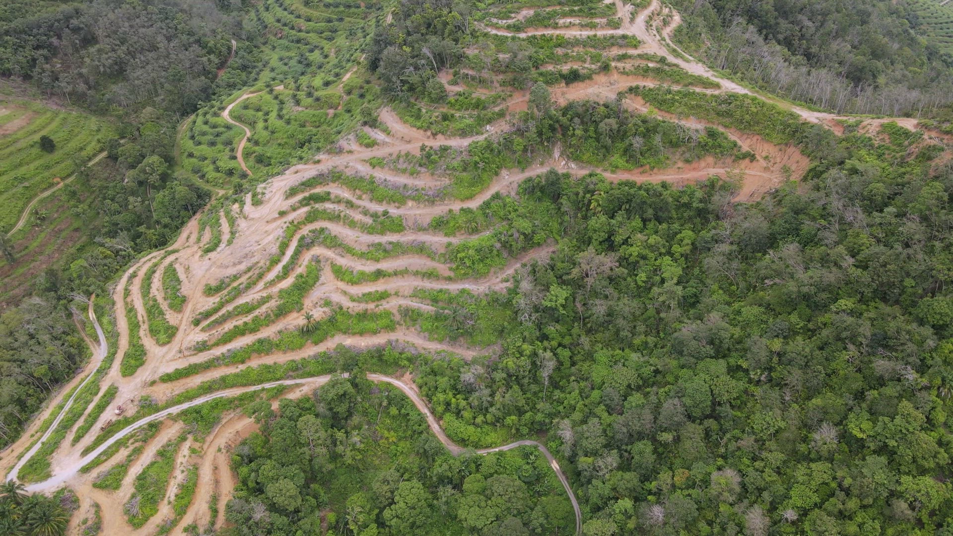Aerial view land clearing activity is carry out
