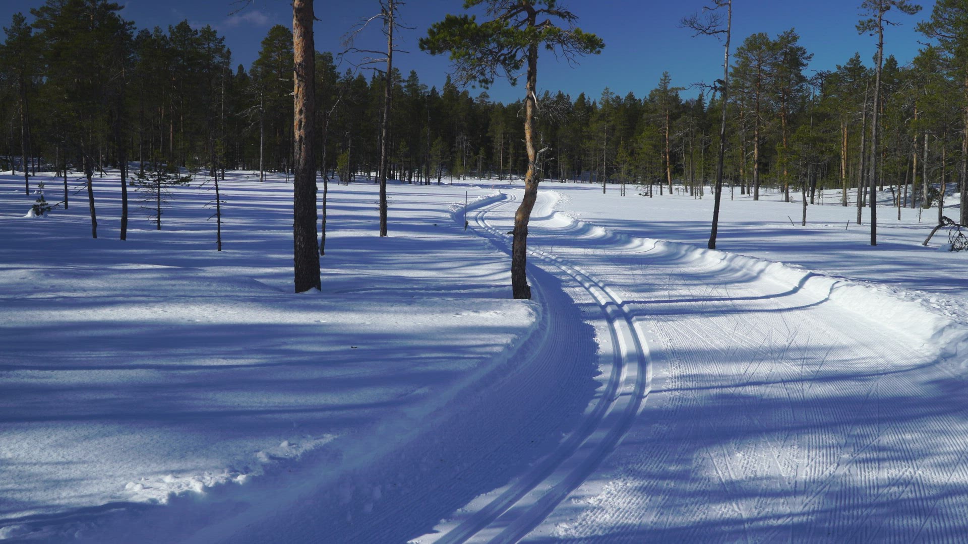 boy skiing in ski tracks through forest