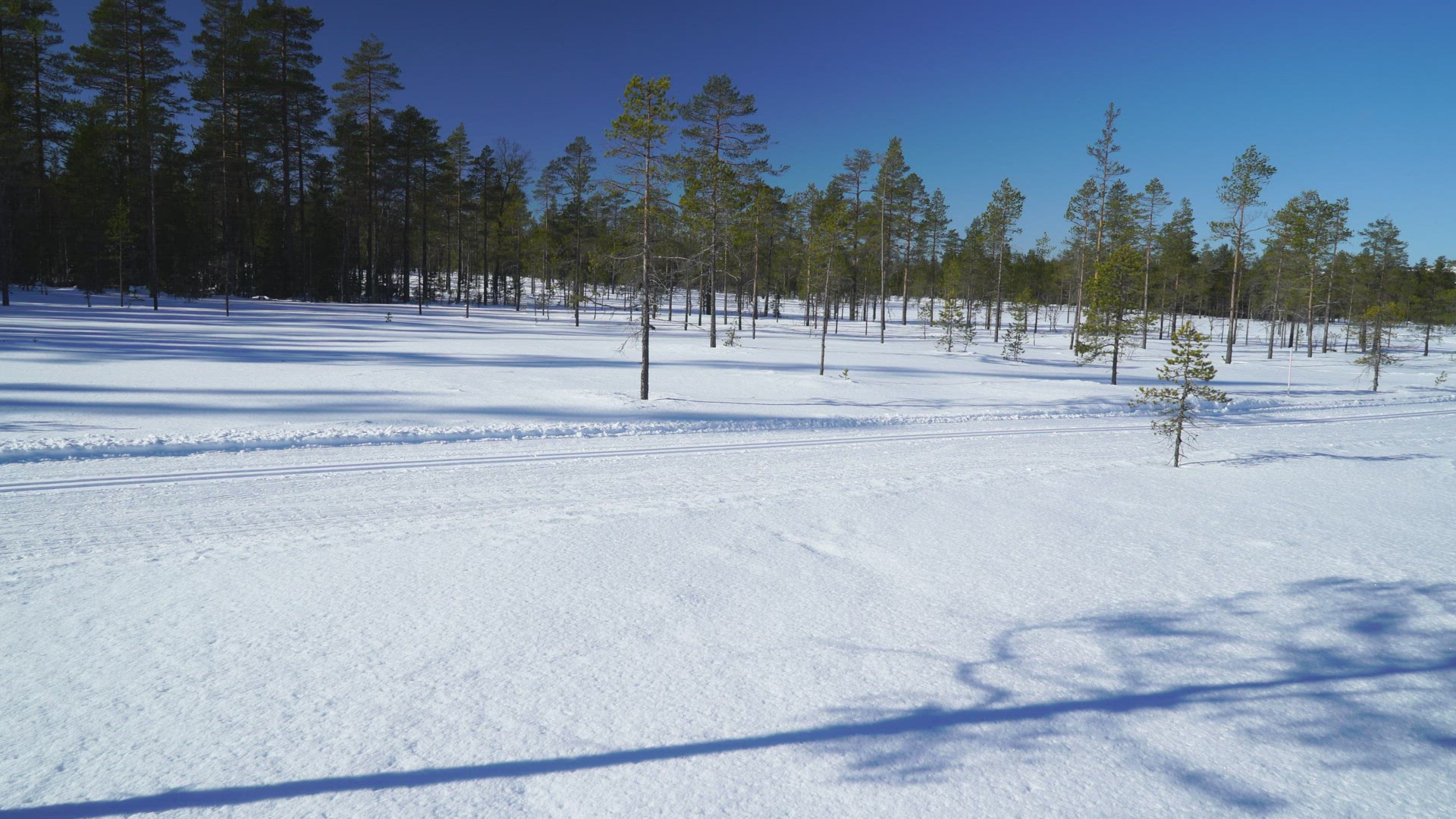 mother and boy skiing through swedish forest - in ski tracks on mire