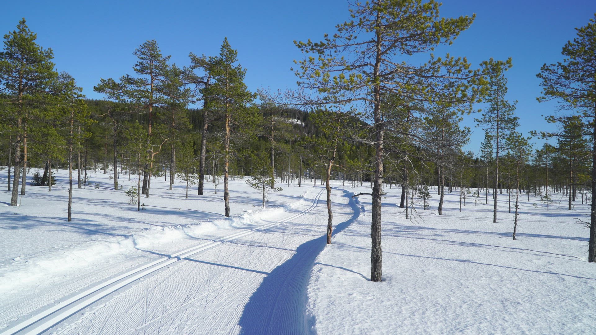 ski track on mire in forest