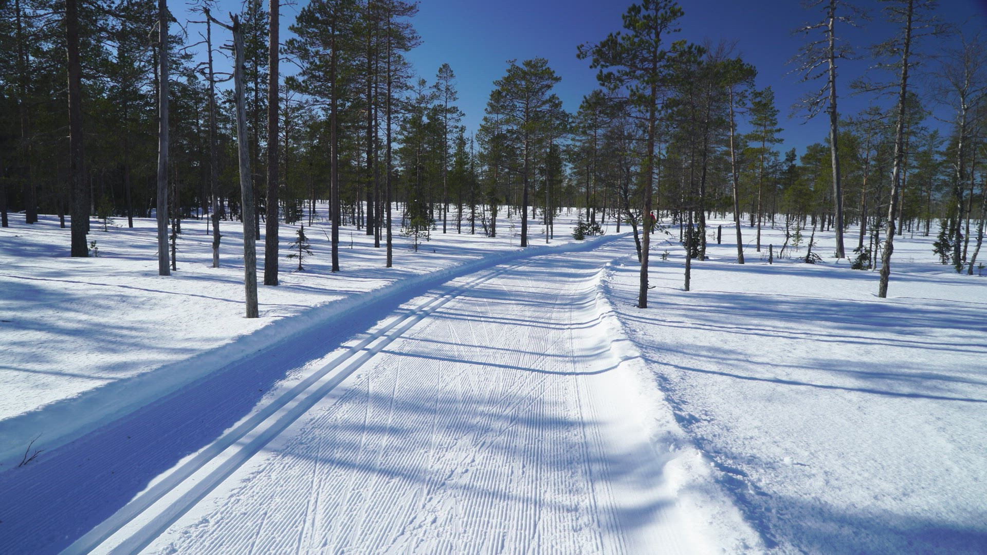 two men skiing in ski track on mire in swedish forest