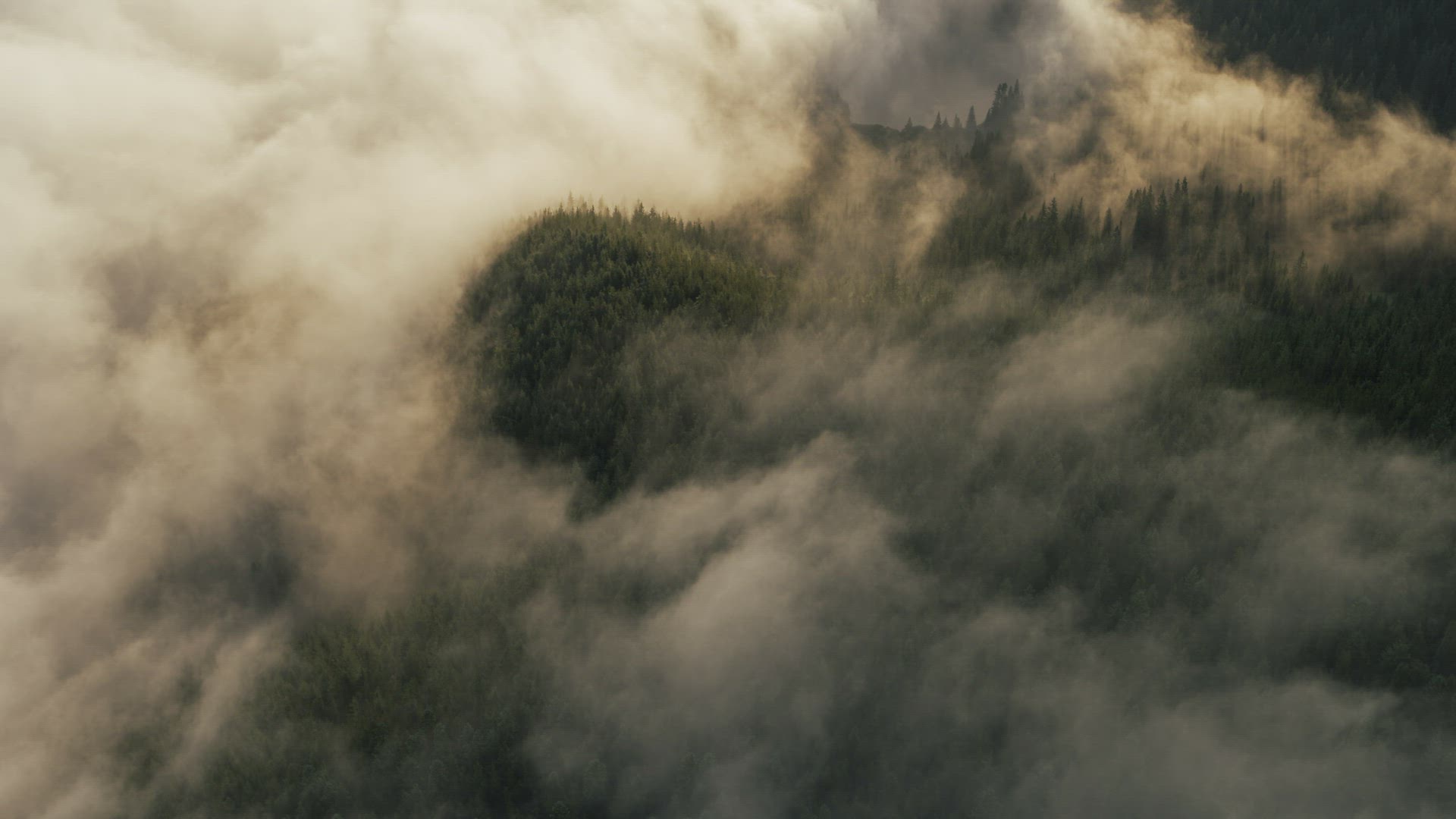 Foggy Forest Aerial 6K