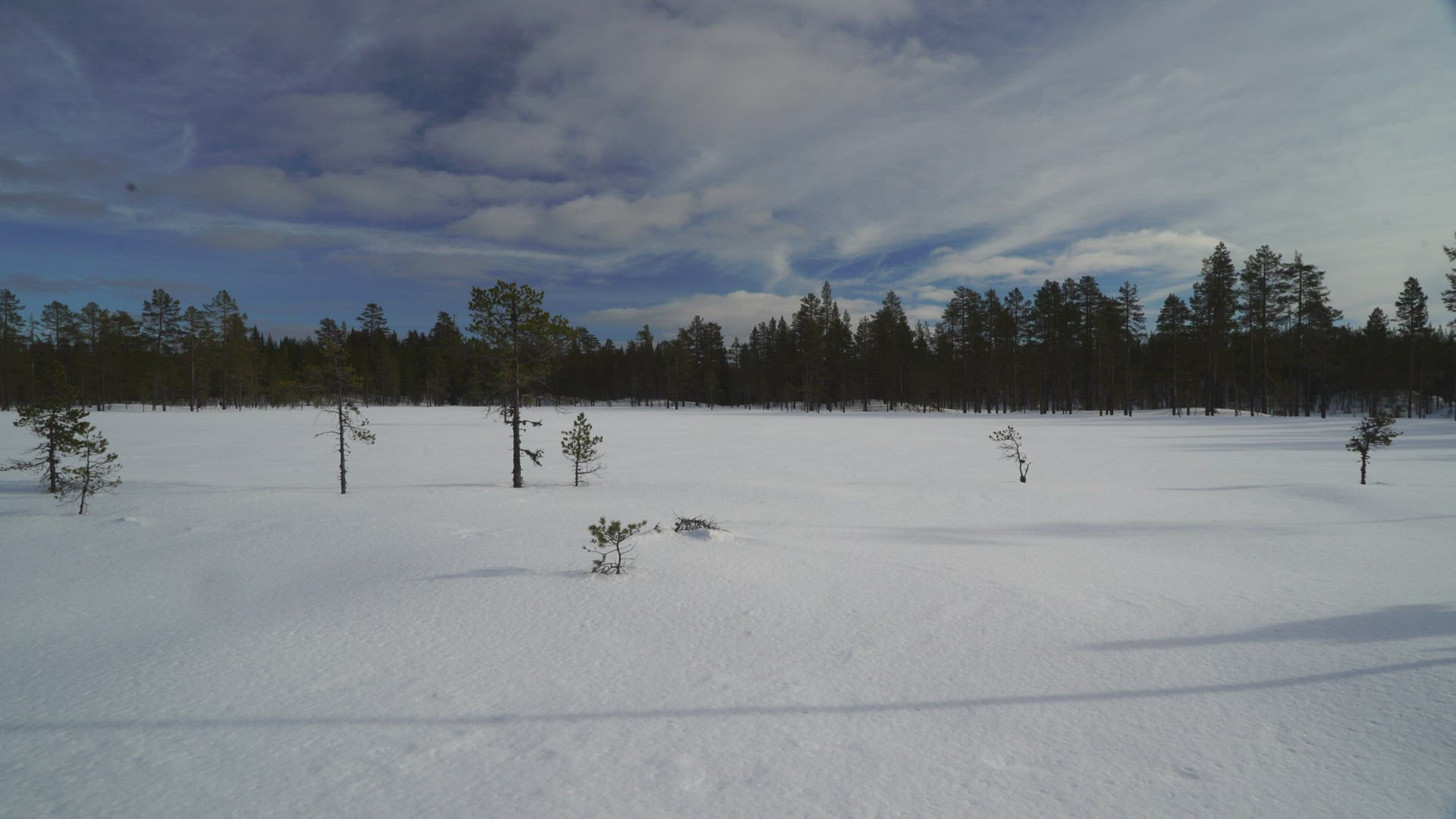 boy skiing in untouched snow on mire in swedish forest