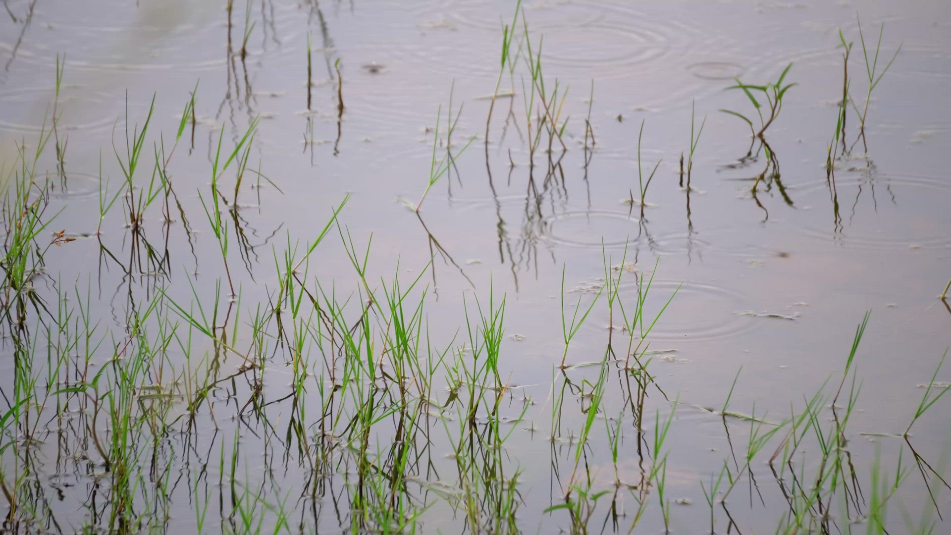 Rain droplet fall the the water