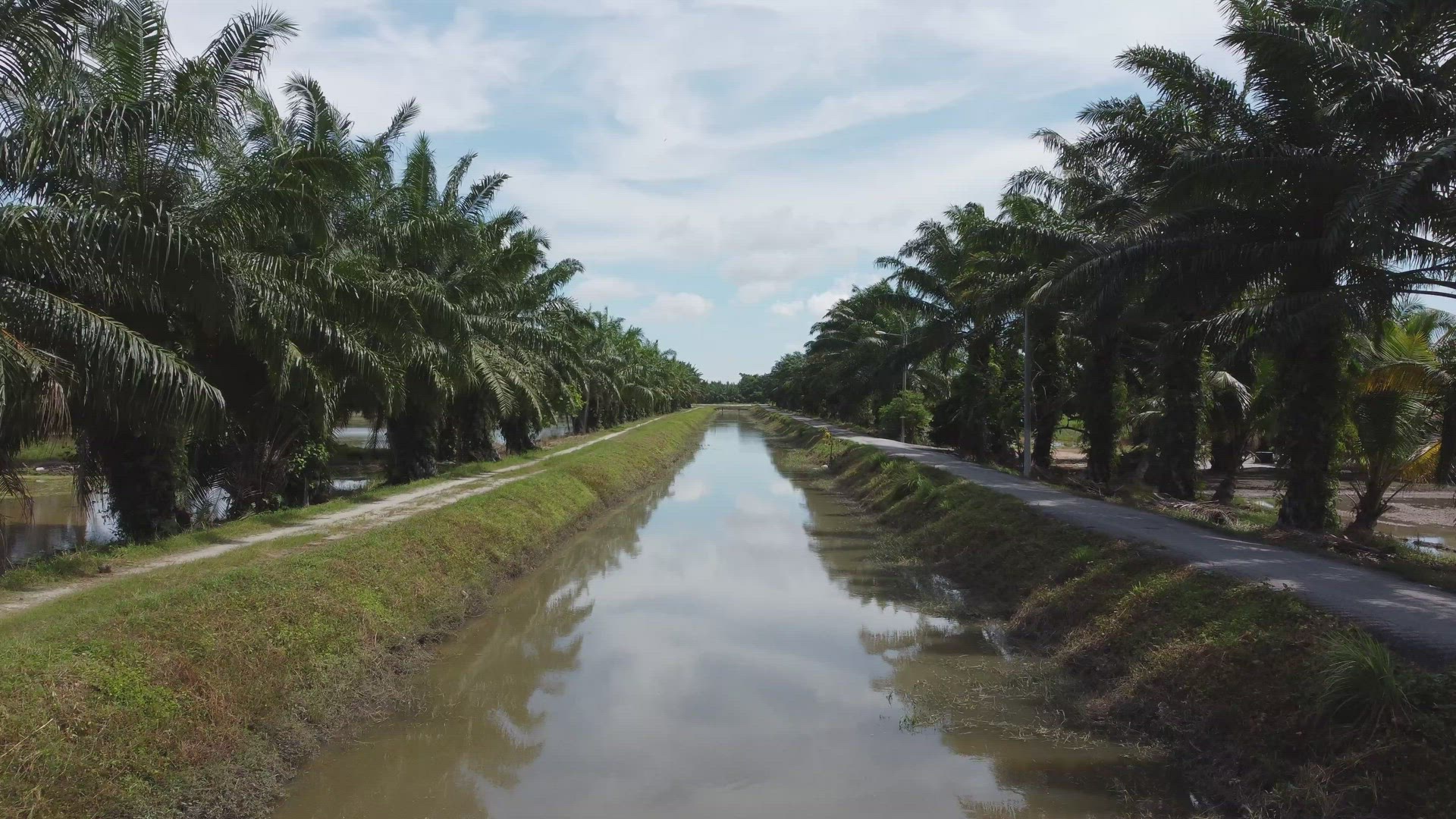 Move forward the small river of oil palm tree