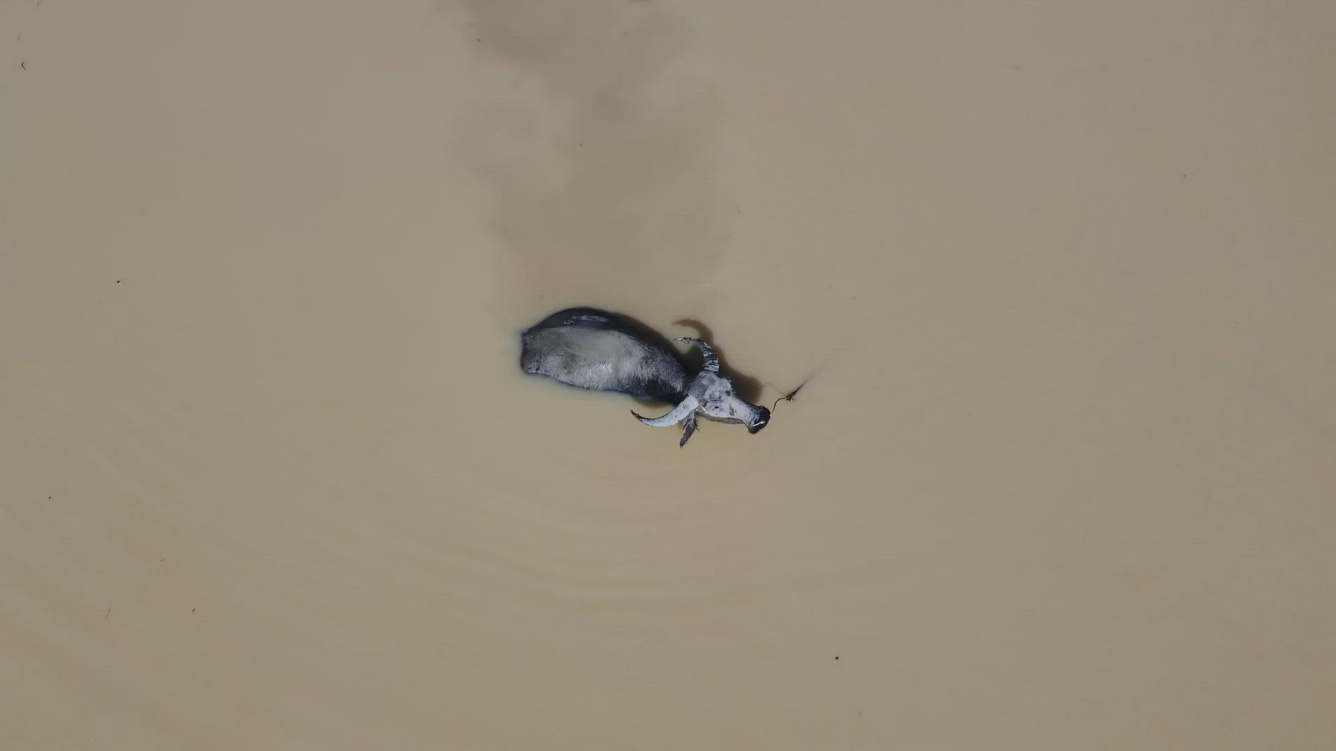 Top down view buffaloes with rope