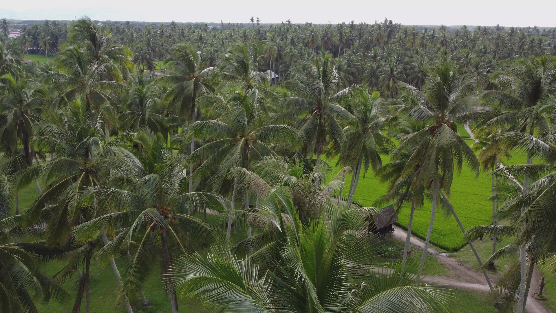Aerial fly over coconut trees in eco farm